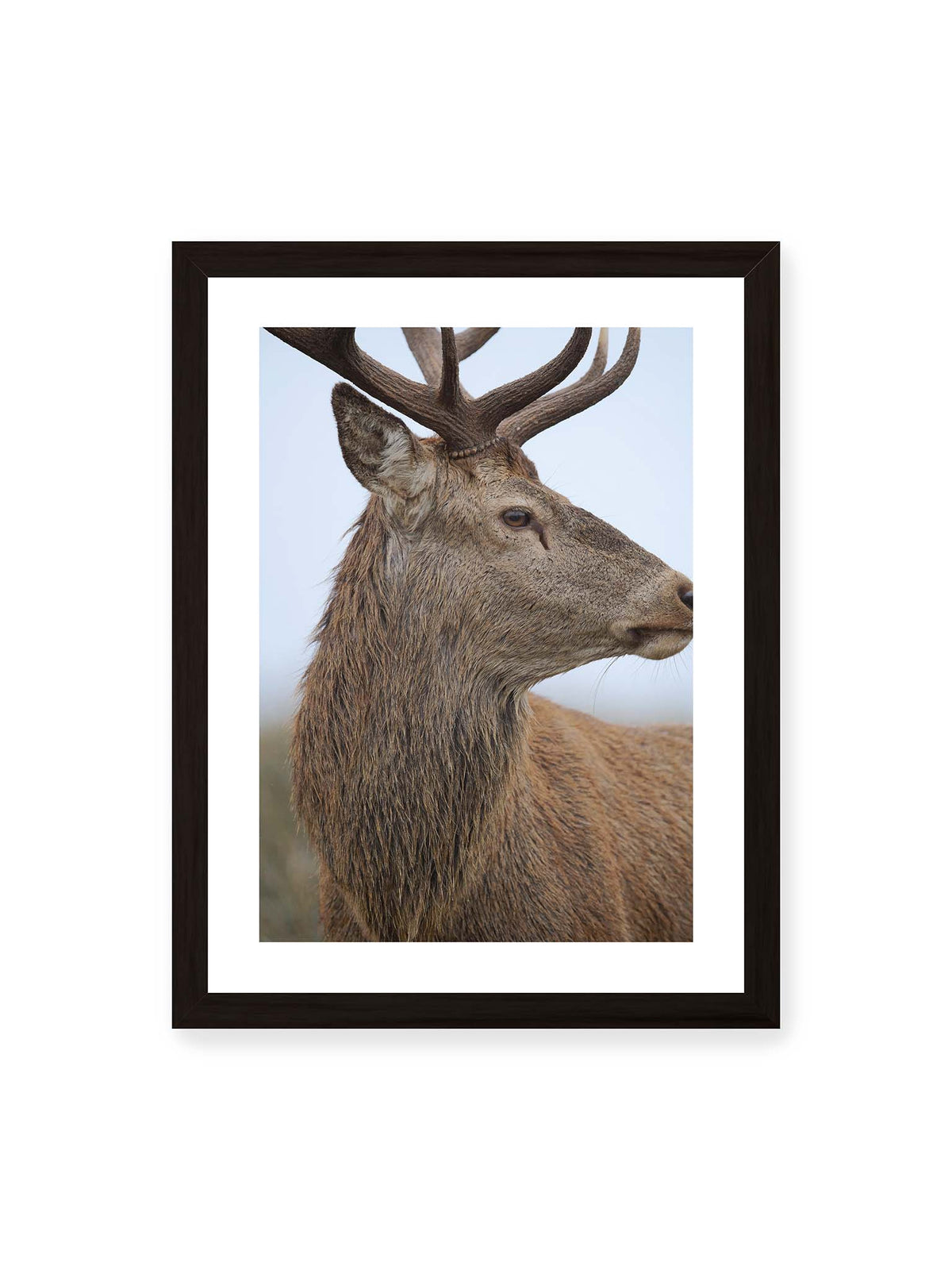 30x40 cm, weißer Galerie-Rand, schwarzer Rahmen – Nahaufnahme eines braunen Hirsches im seitlichen Profil mit großem Geweih vor hellem Hintergrund.