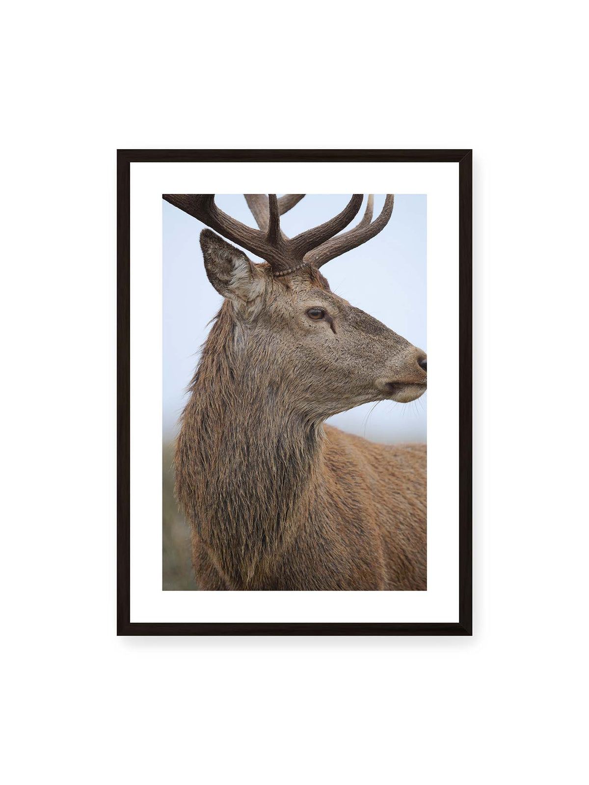 50x70 cm, weißer Galerie-Rand, schwarzer Rahmen – Nahaufnahme eines braunen Hirsches im seitlichen Profil mit großem Geweih vor hellem Hintergrund.