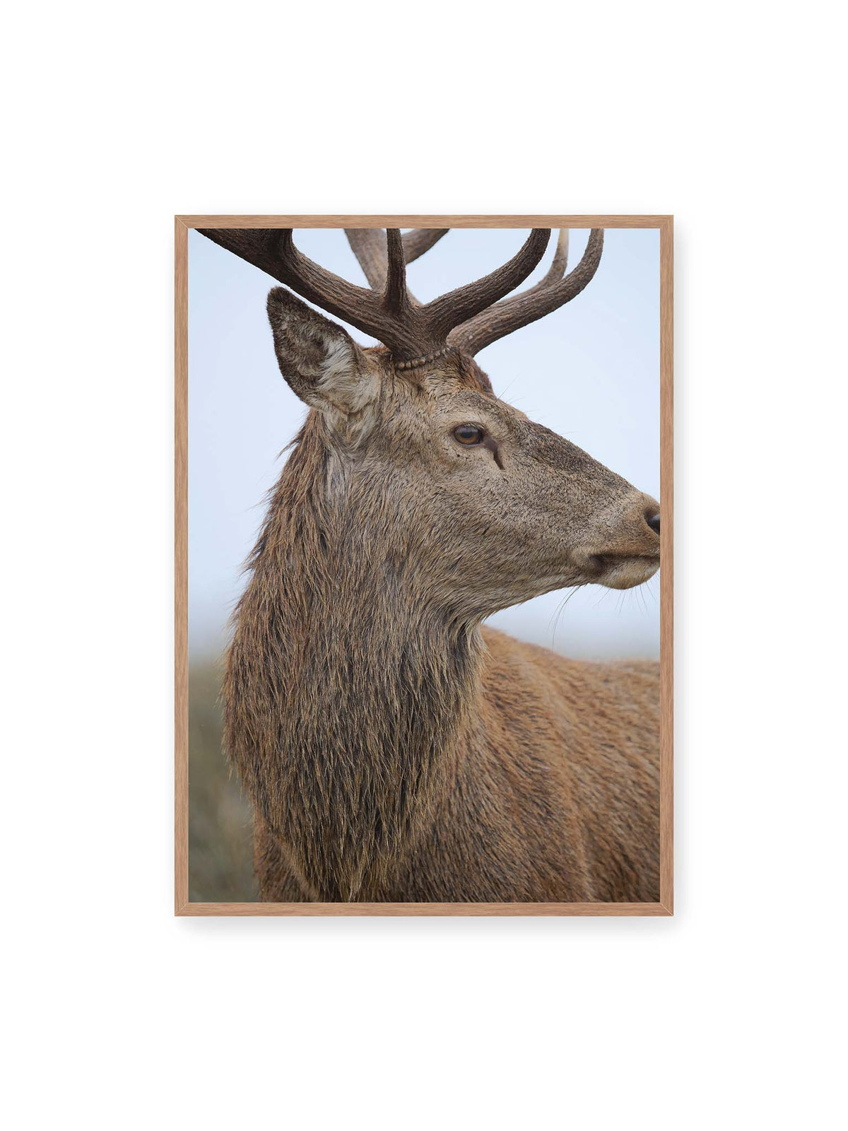 70x100 cm, Eichenrahmen – Nahaufnahme eines braunen Hirsches im seitlichen Profil mit großem Geweih vor hellem Hintergrund.