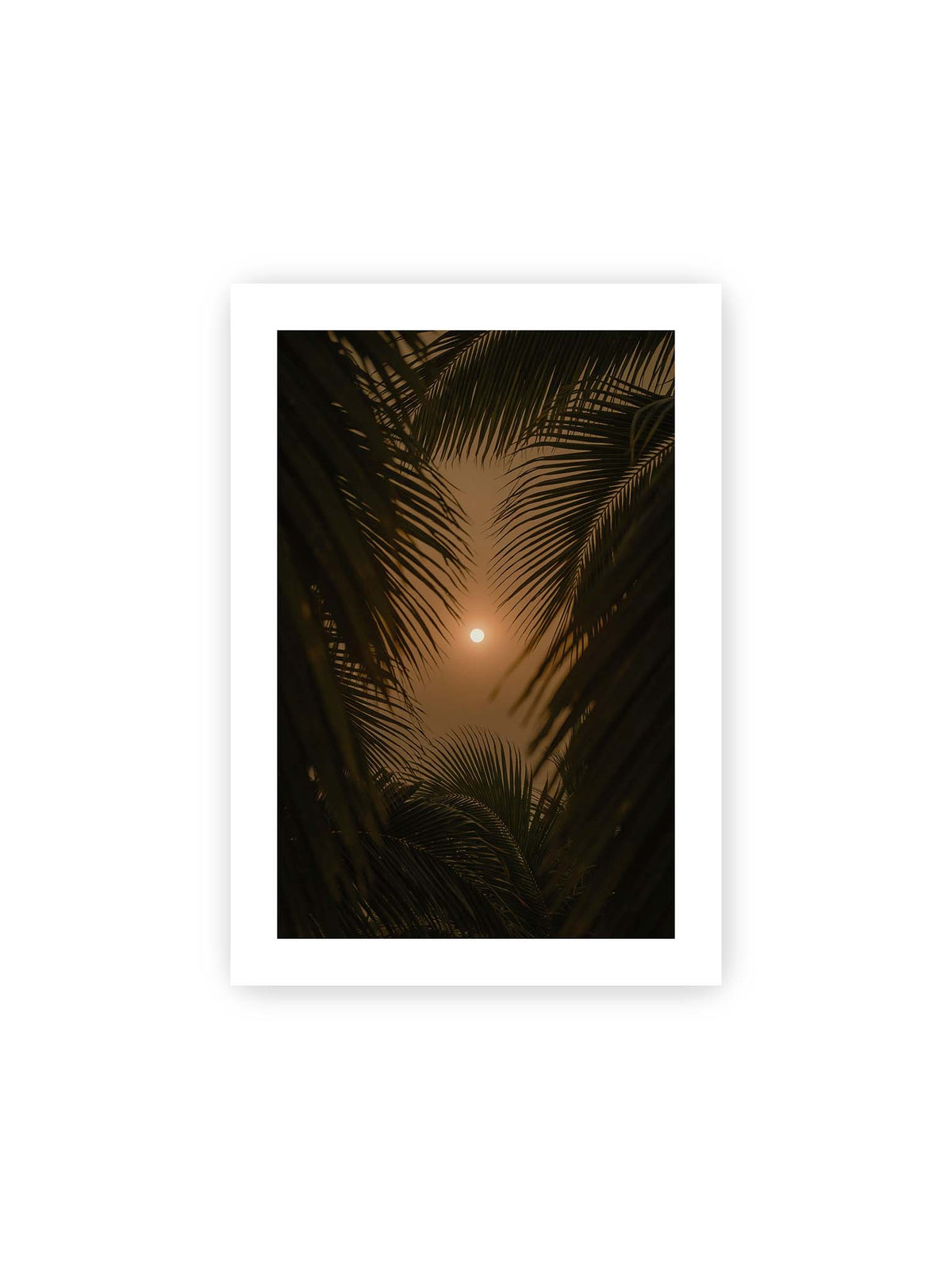 21x30 cm, weißer Galerie-Rand – Helle Sonne zwischen dunklen, überlagernden Palmwedeln vor einem warm orangefarbenen Himmel.