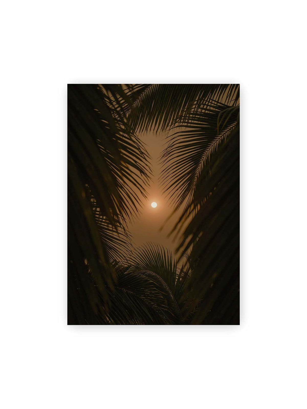 50x70 cm – Helle Sonne zwischen dunklen, überlagernden Palmwedeln vor einem warm orangefarbenen Himmel.
