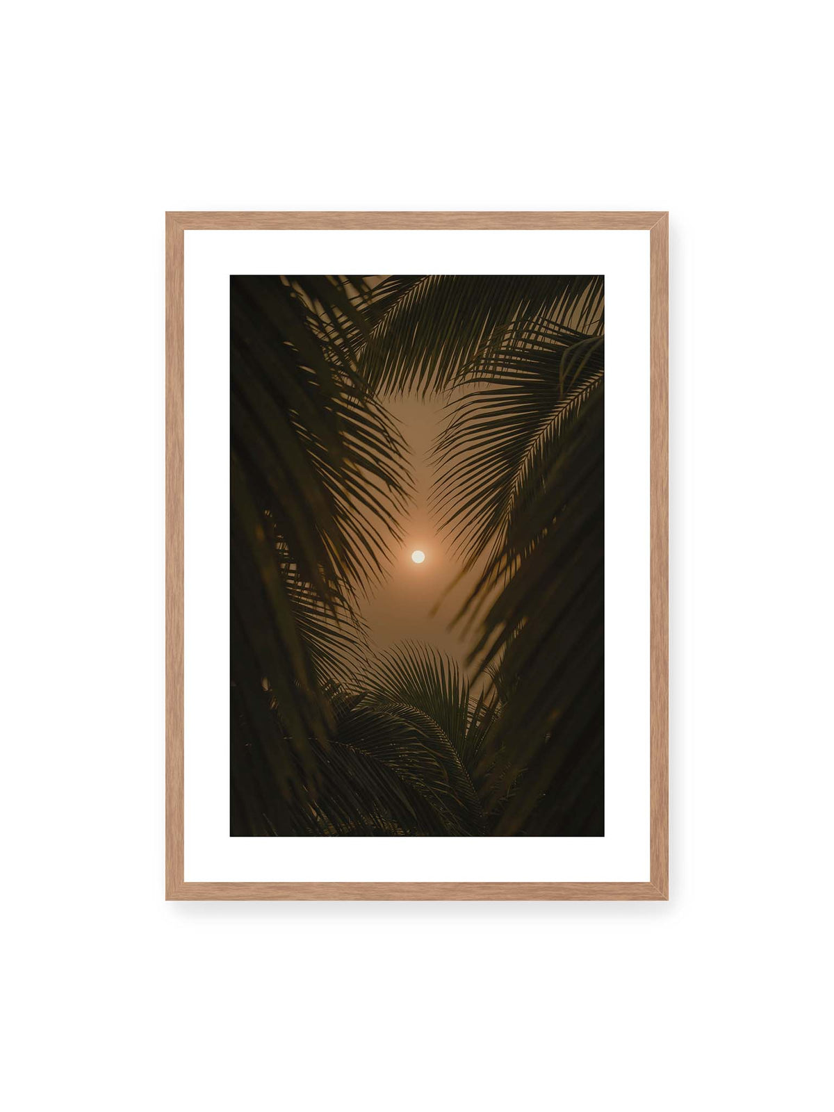 Between the Fronds