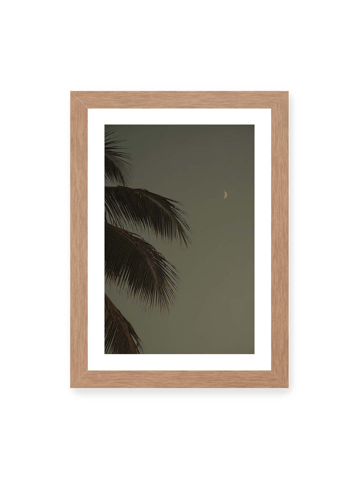 21x30 cm, weißer Galerie-Rand, Eichenrahmen – Schmale Mondsichel in gedämpftem Himmel, eingerahmt von dunklen Palmwedeln am linken Bildrand.