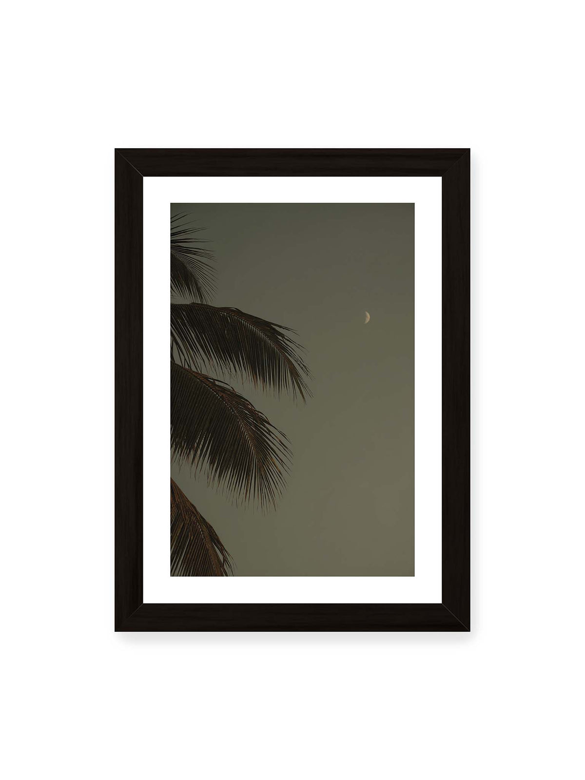 21x30 cm, weißer Galerie-Rand, schwarzer Rahmen – Schmale Mondsichel in gedämpftem Himmel, eingerahmt von dunklen Palmwedeln am linken Bildrand.