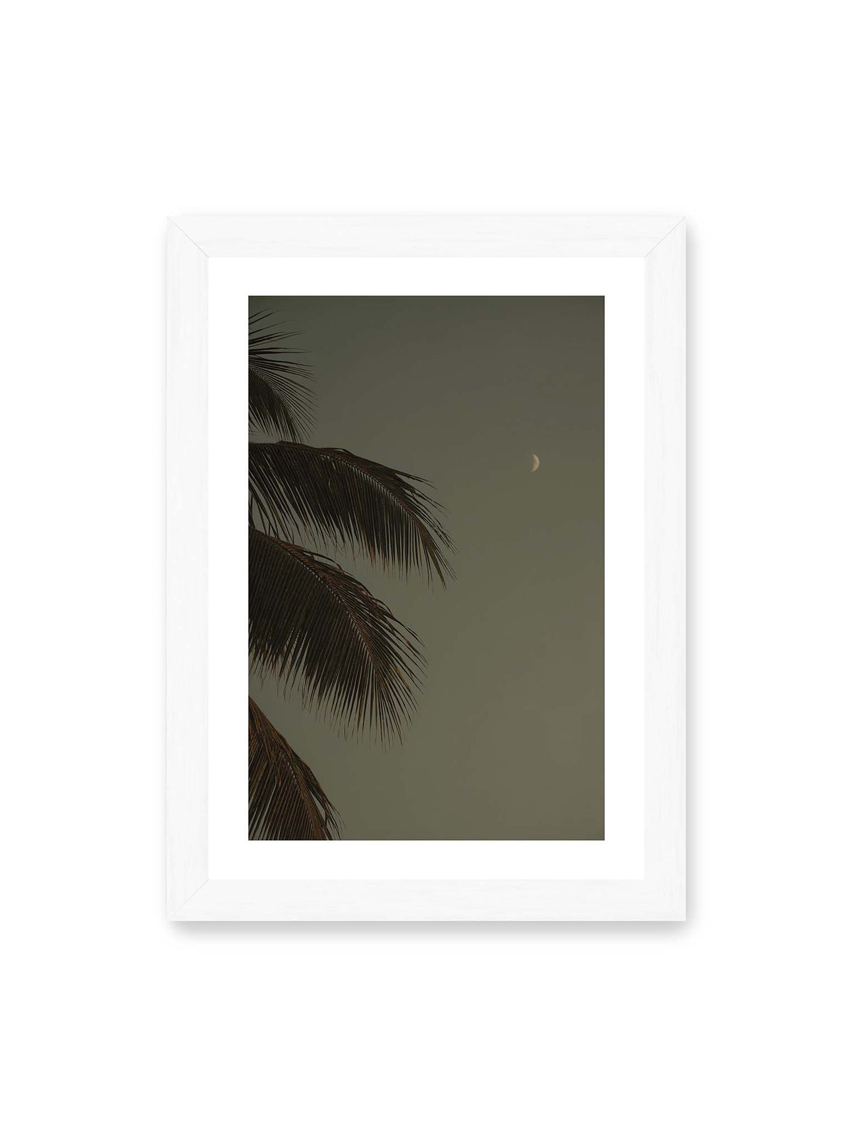 21x30 cm, weißer Galerie-Rand, weißer Rahmen – Schmale Mondsichel in gedämpftem Himmel, eingerahmt von dunklen Palmwedeln am linken Bildrand.