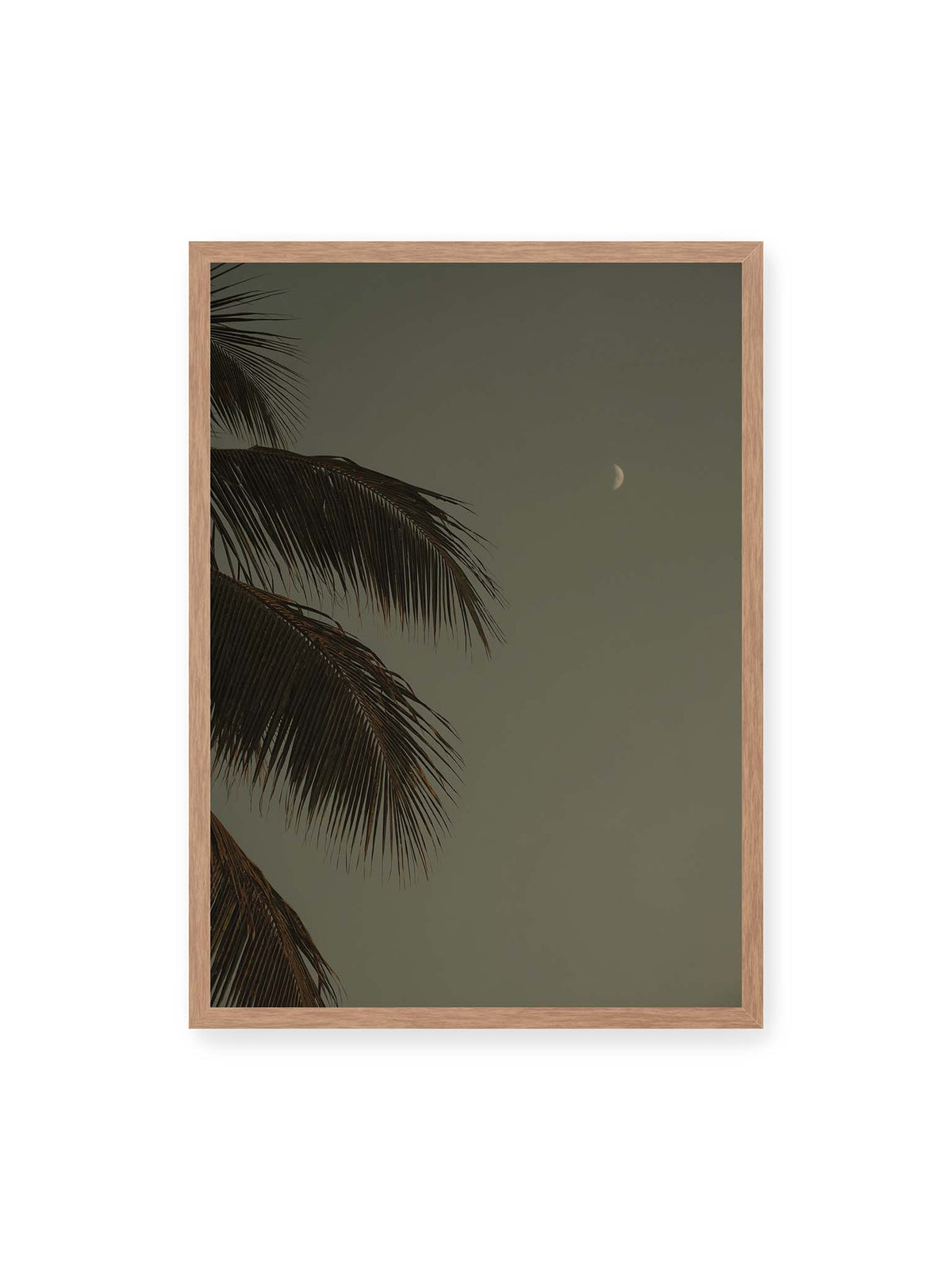 50x70 cm, Eichenrahmen – Schmale Mondsichel in gedämpftem Himmel, eingerahmt von dunklen Palmwedeln am linken Bildrand.