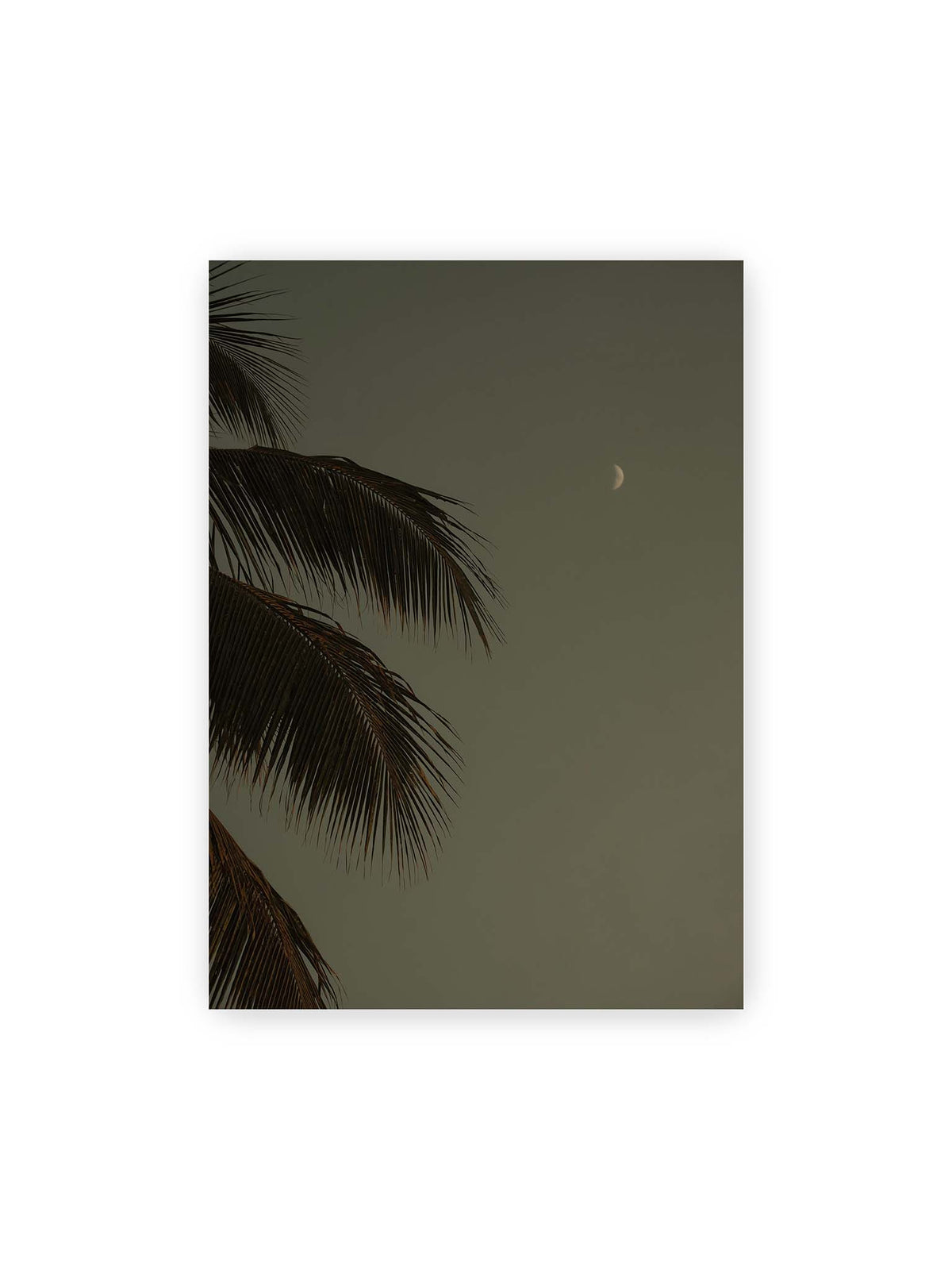 50x70 cm – Schmale Mondsichel in gedämpftem Himmel, eingerahmt von dunklen Palmwedeln am linken Bildrand.