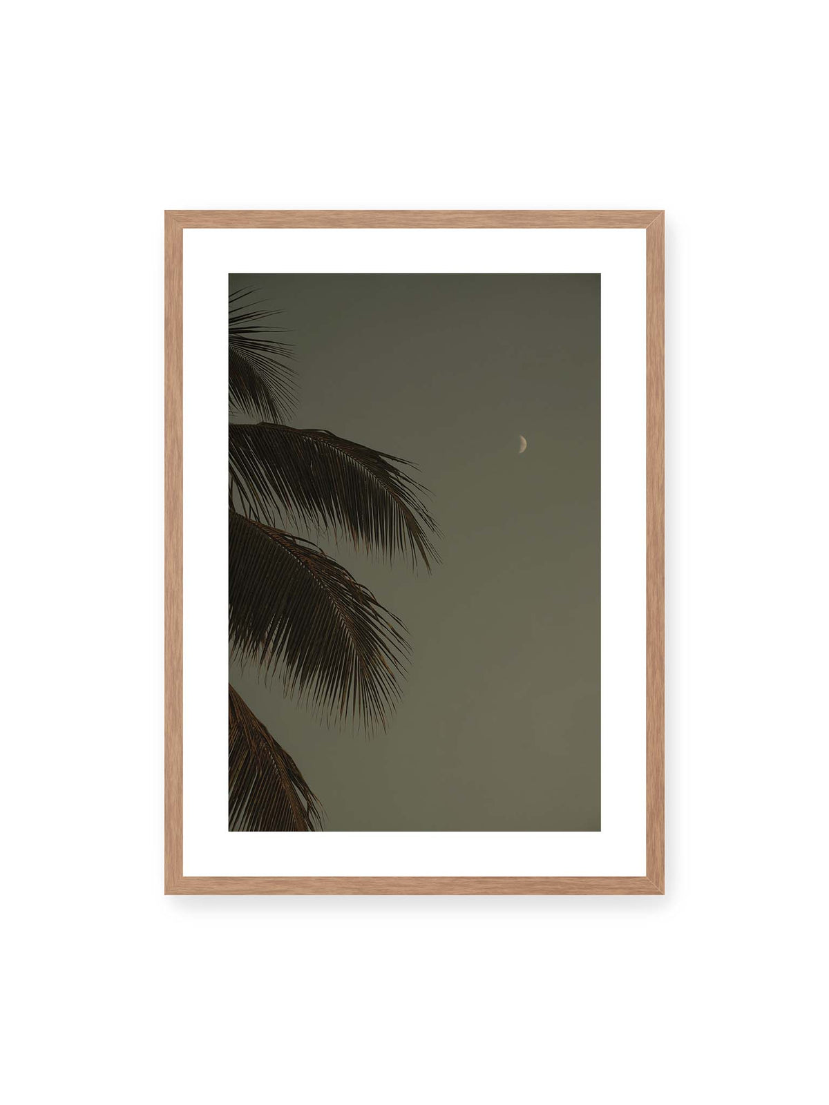 50x70 cm, weißer Galerie-Rand, Eichenrahmen – Schmale Mondsichel in gedämpftem Himmel, eingerahmt von dunklen Palmwedeln am linken Bildrand.