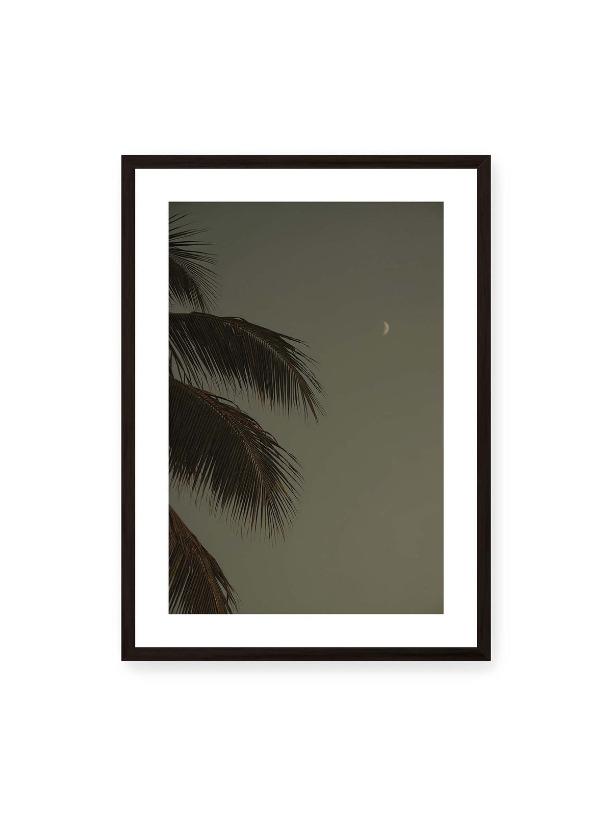 50x70 cm, weißer Galerie-Rand, schwarzer Rahmen – Schmale Mondsichel in gedämpftem Himmel, eingerahmt von dunklen Palmwedeln am linken Bildrand.