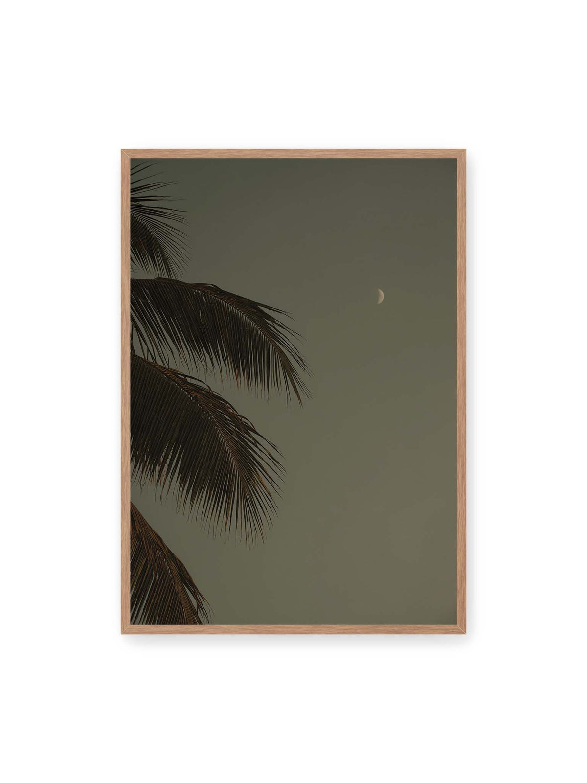 70x100 cm, Eichenrahmen – Schmale Mondsichel in gedämpftem Himmel, eingerahmt von dunklen Palmwedeln am linken Bildrand.