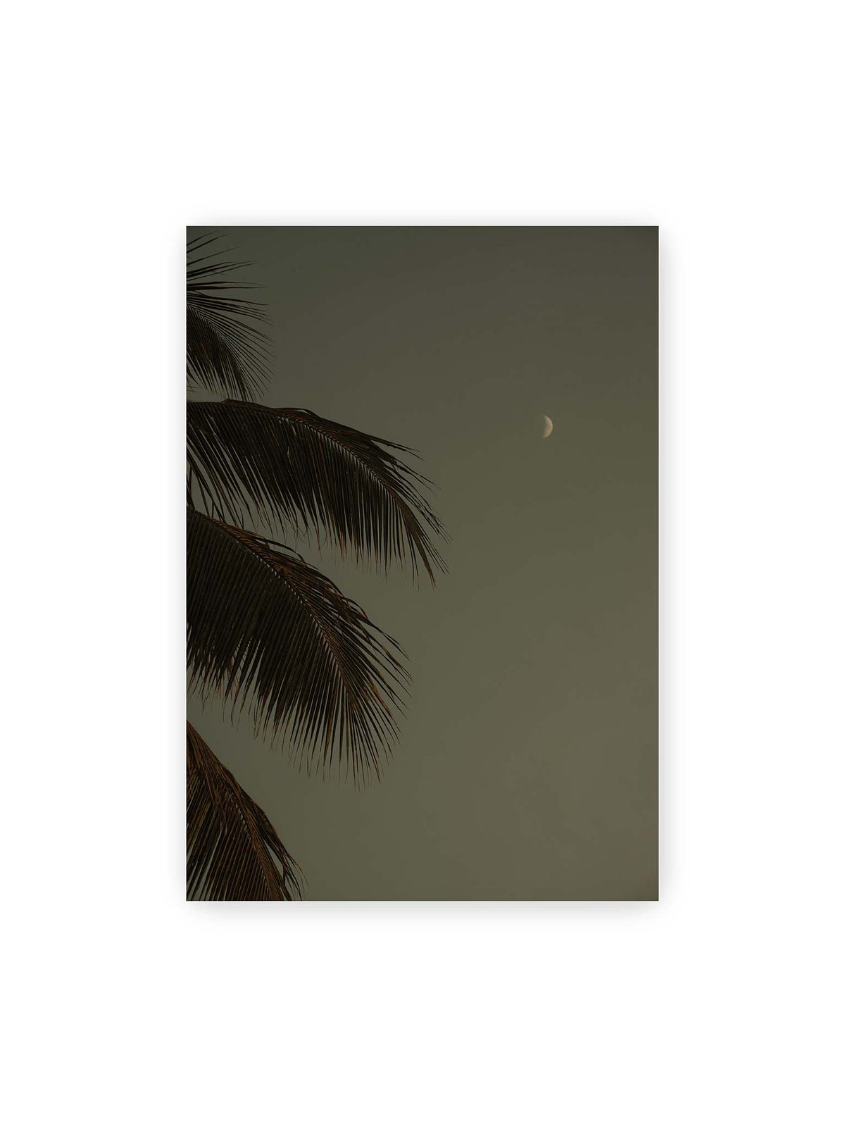 70x100 cm – Schmale Mondsichel in gedämpftem Himmel, eingerahmt von dunklen Palmwedeln am linken Bildrand.