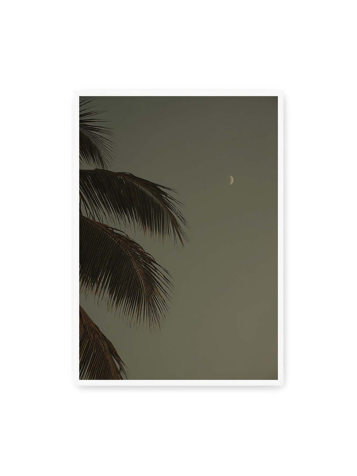 70x100 cm, weißer Rahmen – Schmale Mondsichel in gedämpftem Himmel, eingerahmt von dunklen Palmwedeln am linken Bildrand.