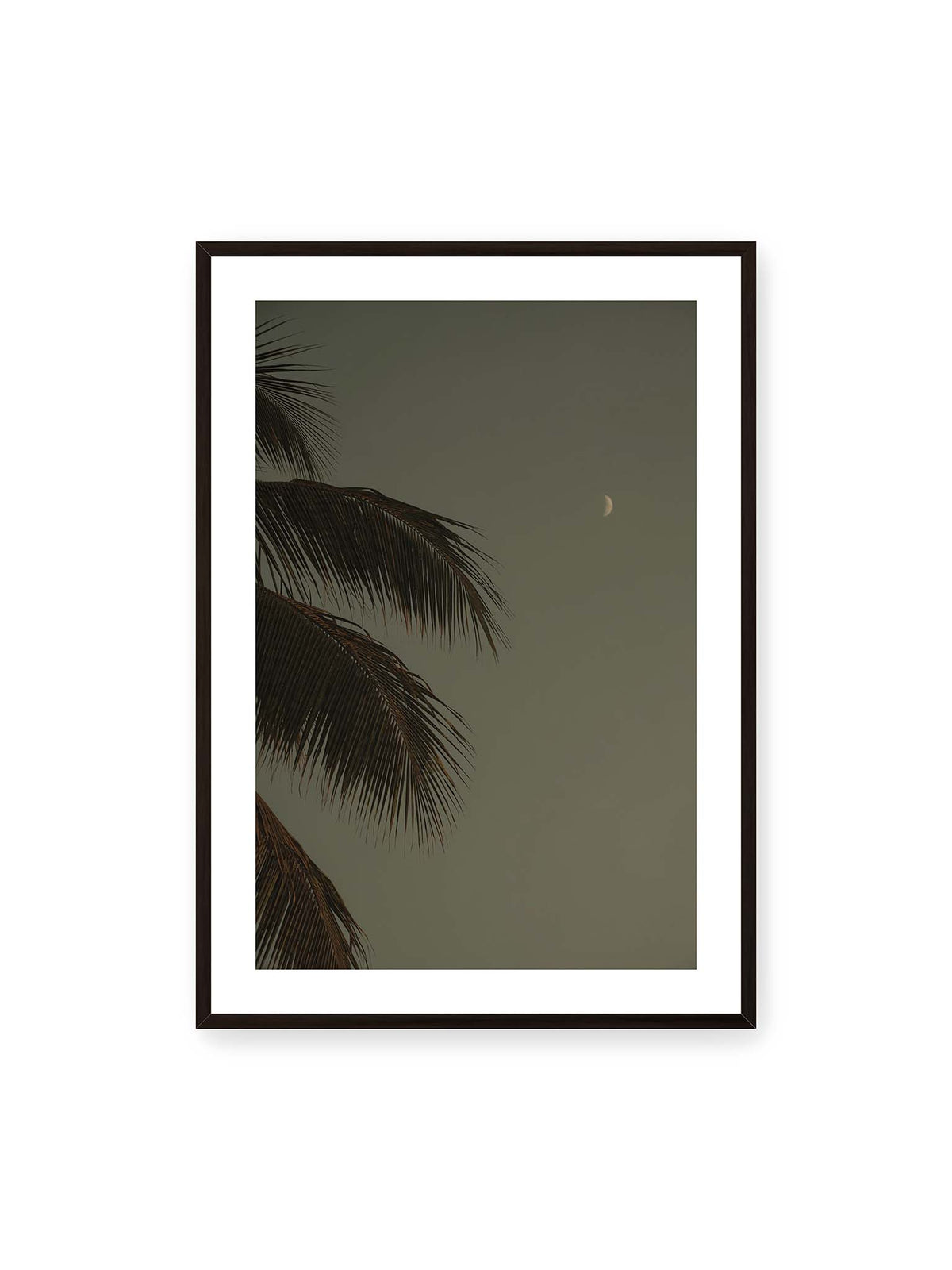 70x100 cm, weißer Galerie-Rand, schwarzer Rahmen – Schmale Mondsichel in gedämpftem Himmel, eingerahmt von dunklen Palmwedeln am linken Bildrand.