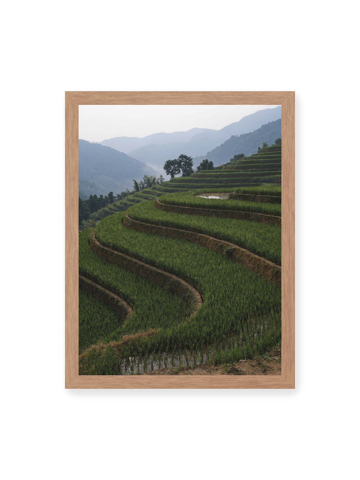 30x40 cm, Eichenrahmen – Grüne Terrassenfelder ziehen sich über einen Hang vor mehreren sanft gestaffelten, dunstigen Bergen.
