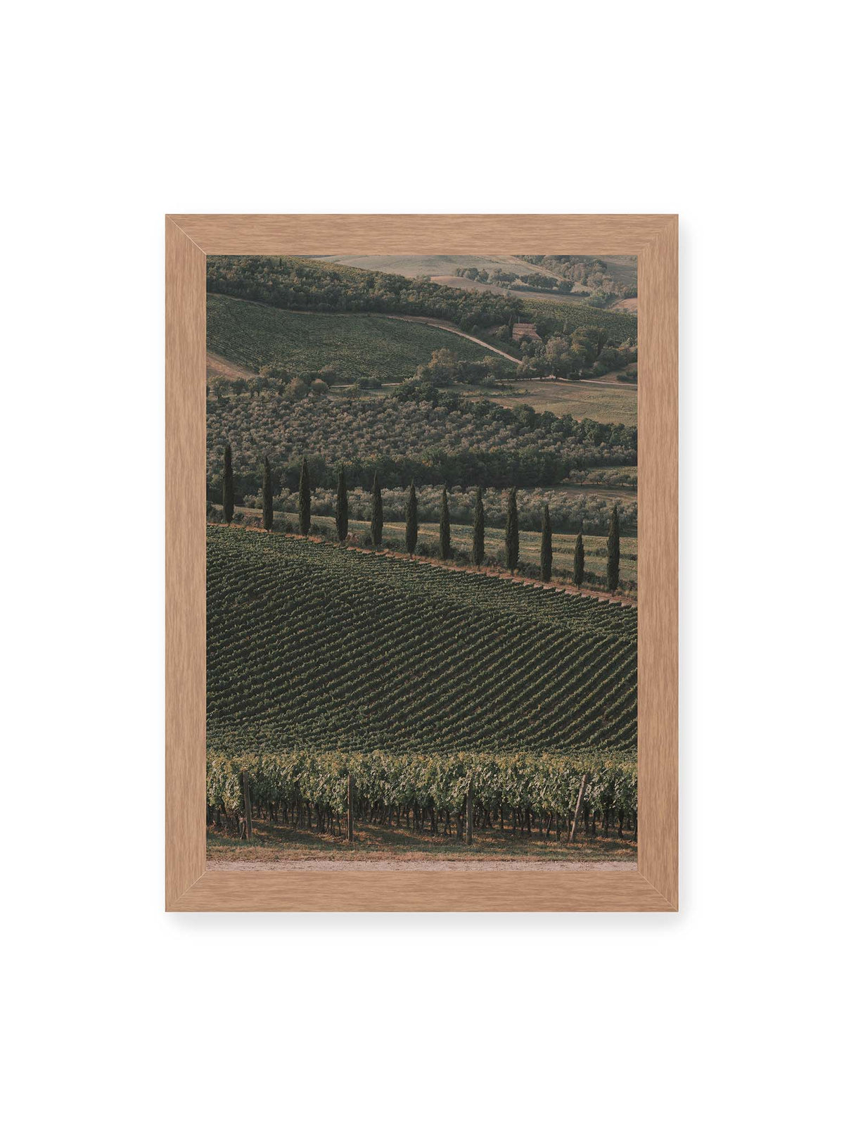 21x30 cm, Eichenrahmen – Reihen von Reben ziehen sich über eine hügelige Landschaft, durchzogen von einer Linie schlanker dunkler Bäume.