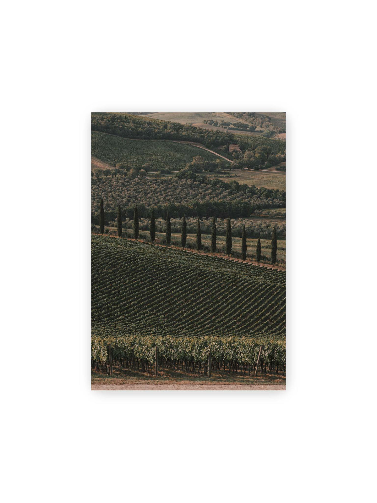 21x30 cm – Reihen von Reben ziehen sich über eine hügelige Landschaft, durchzogen von einer Linie schlanker dunkler Bäume.