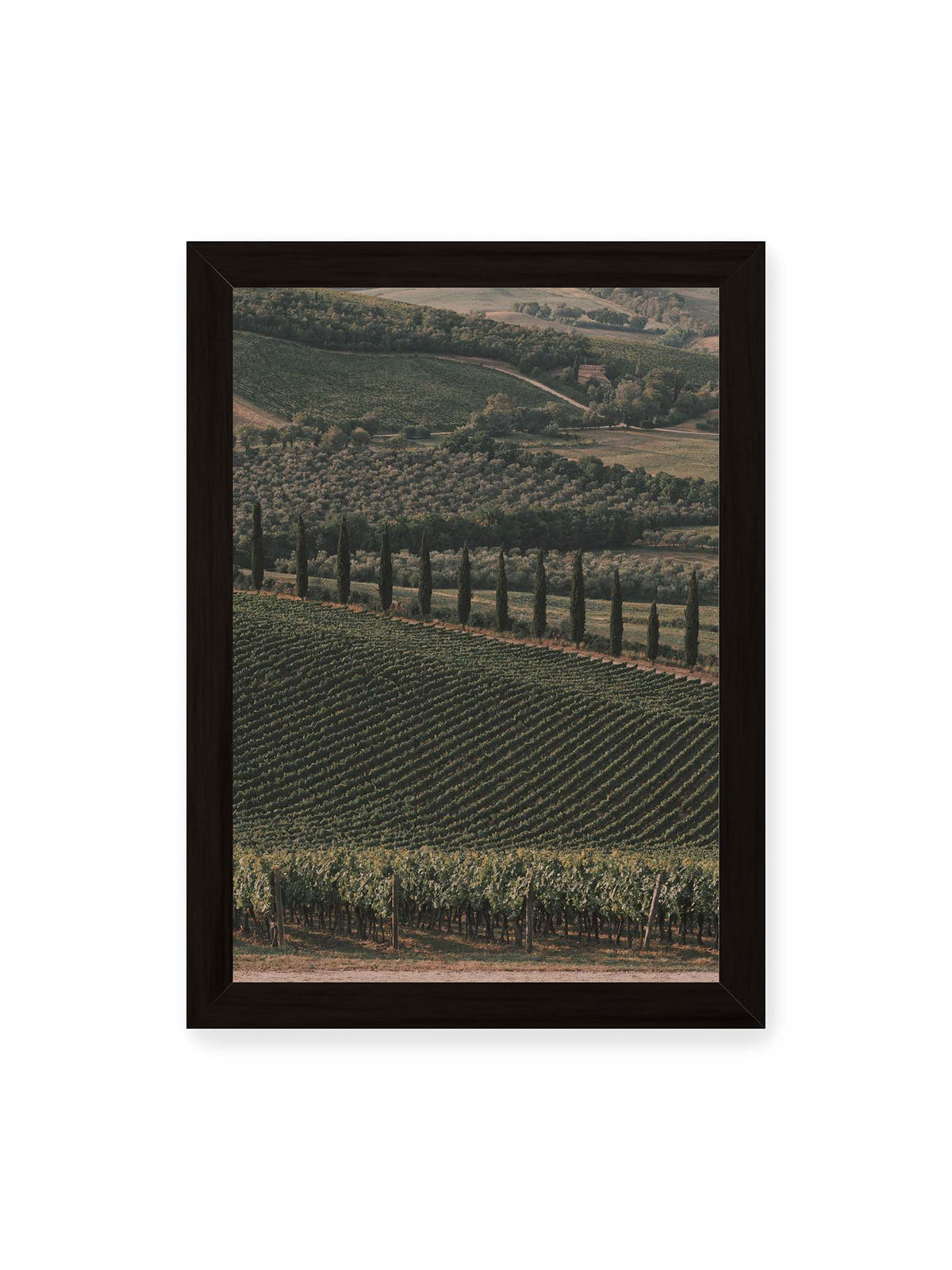 21x30 cm, schwarzer Rahmen – Reihen von Reben ziehen sich über eine hügelige Landschaft, durchzogen von einer Linie schlanker dunkler Bäume.