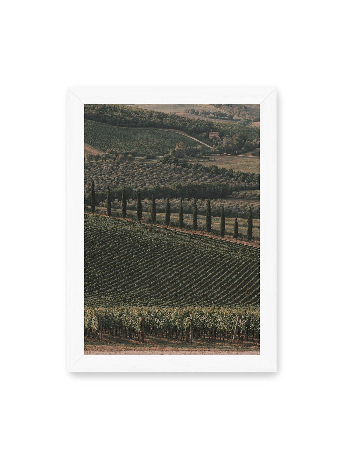 21x30 cm, weißer Rahmen – Reihen von Reben ziehen sich über eine hügelige Landschaft, durchzogen von einer Linie schlanker dunkler Bäume.