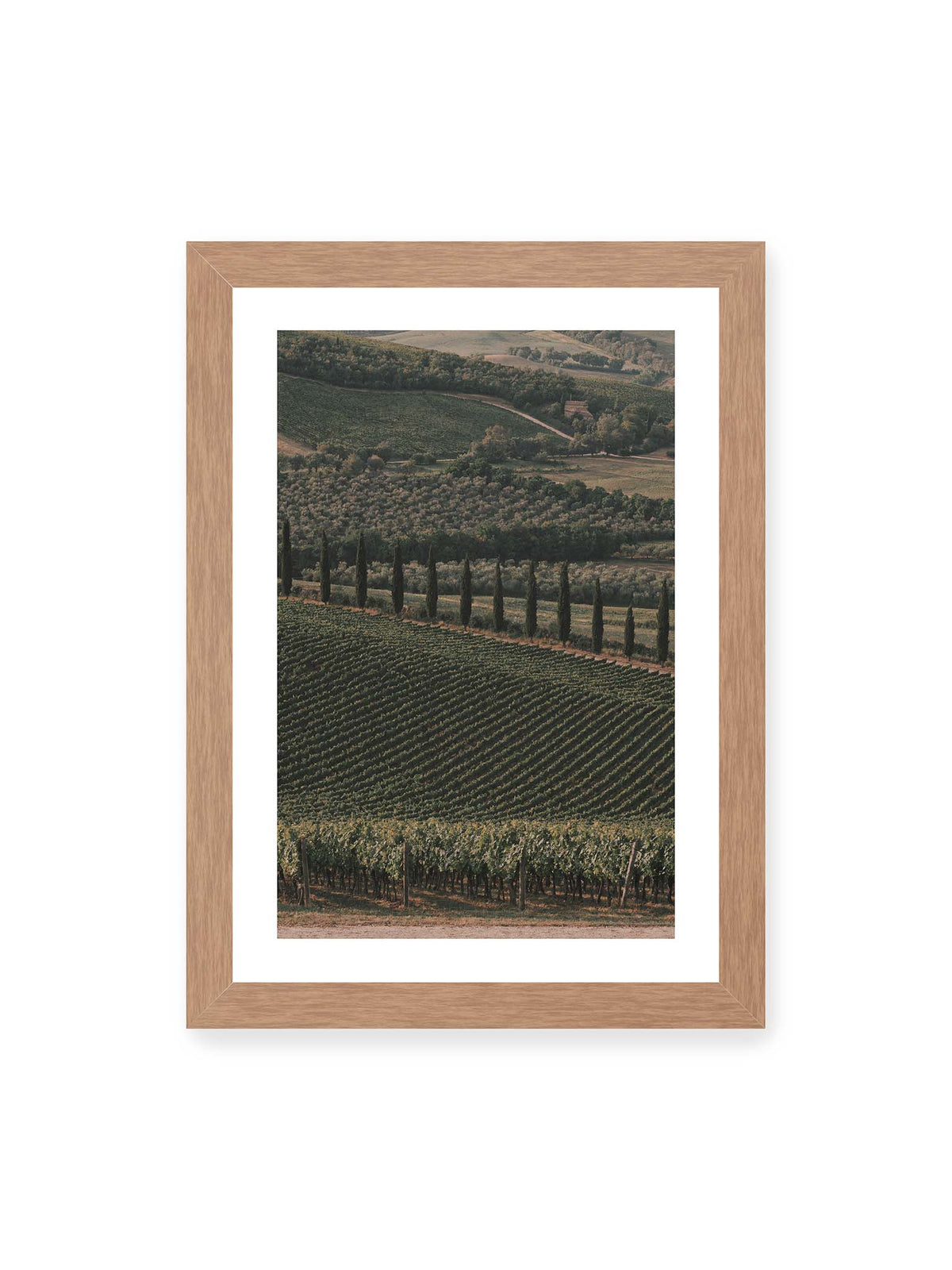 21x30 cm, weißer Galerie-Rand, Eichenrahmen – Reihen von Reben ziehen sich über eine hügelige Landschaft, durchzogen von einer Linie schlanker dunkler Bäume.