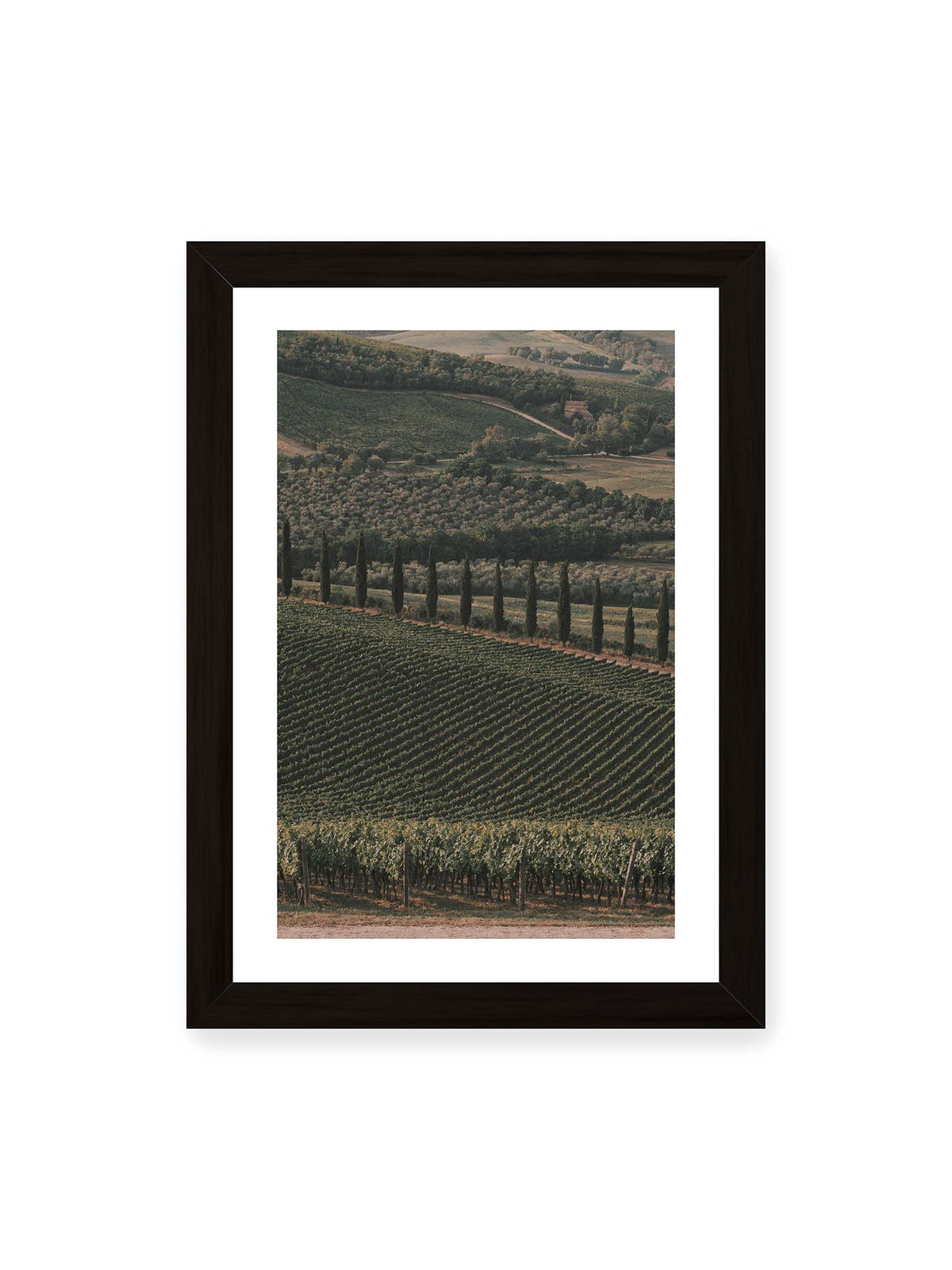 21x30 cm, weißer Galerie-Rand, schwarzer Rahmen – Reihen von Reben ziehen sich über eine hügelige Landschaft, durchzogen von einer Linie schlanker dunkler Bäume.