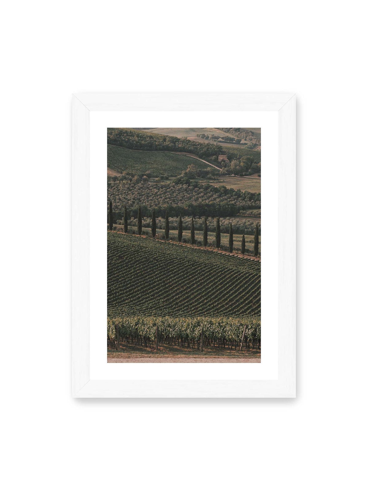 21x30 cm, weißer Galerie-Rand, weißer Rahmen – Reihen von Reben ziehen sich über eine hügelige Landschaft, durchzogen von einer Linie schlanker dunkler Bäume.