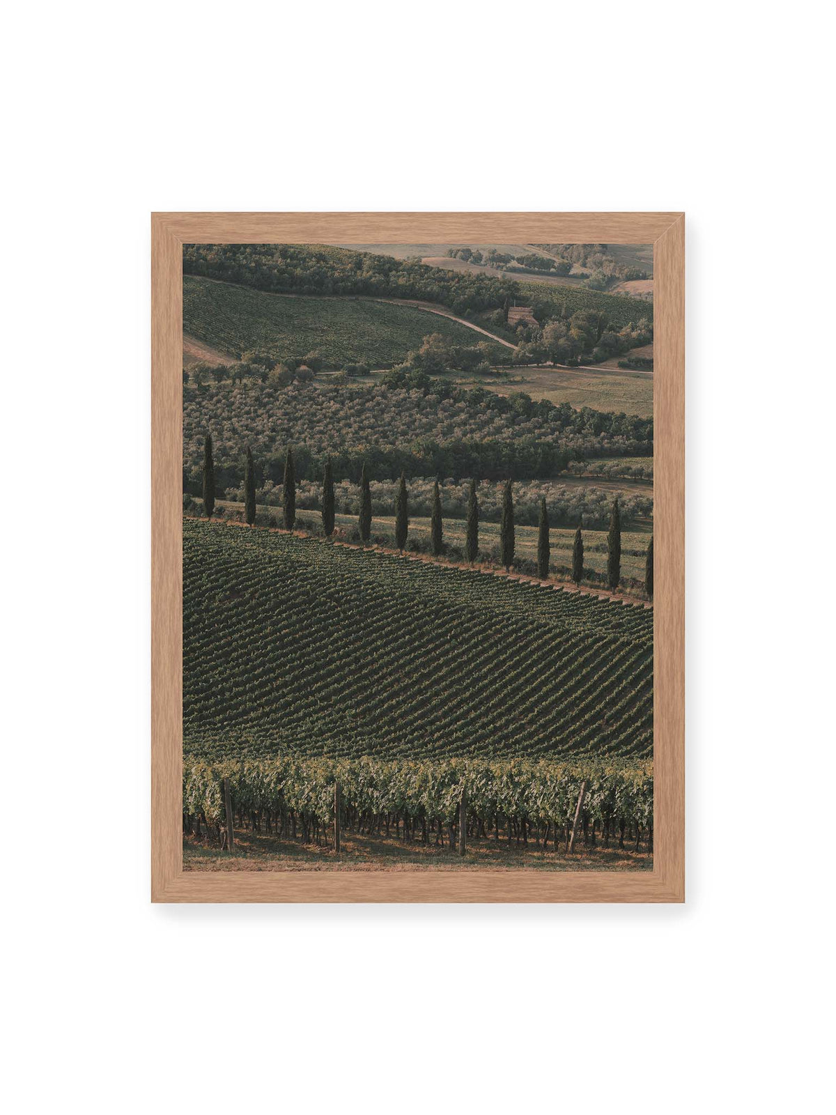 30x40 cm, Eichenrahmen – Reihen von Reben ziehen sich über eine hügelige Landschaft, durchzogen von einer Linie schlanker dunkler Bäume.