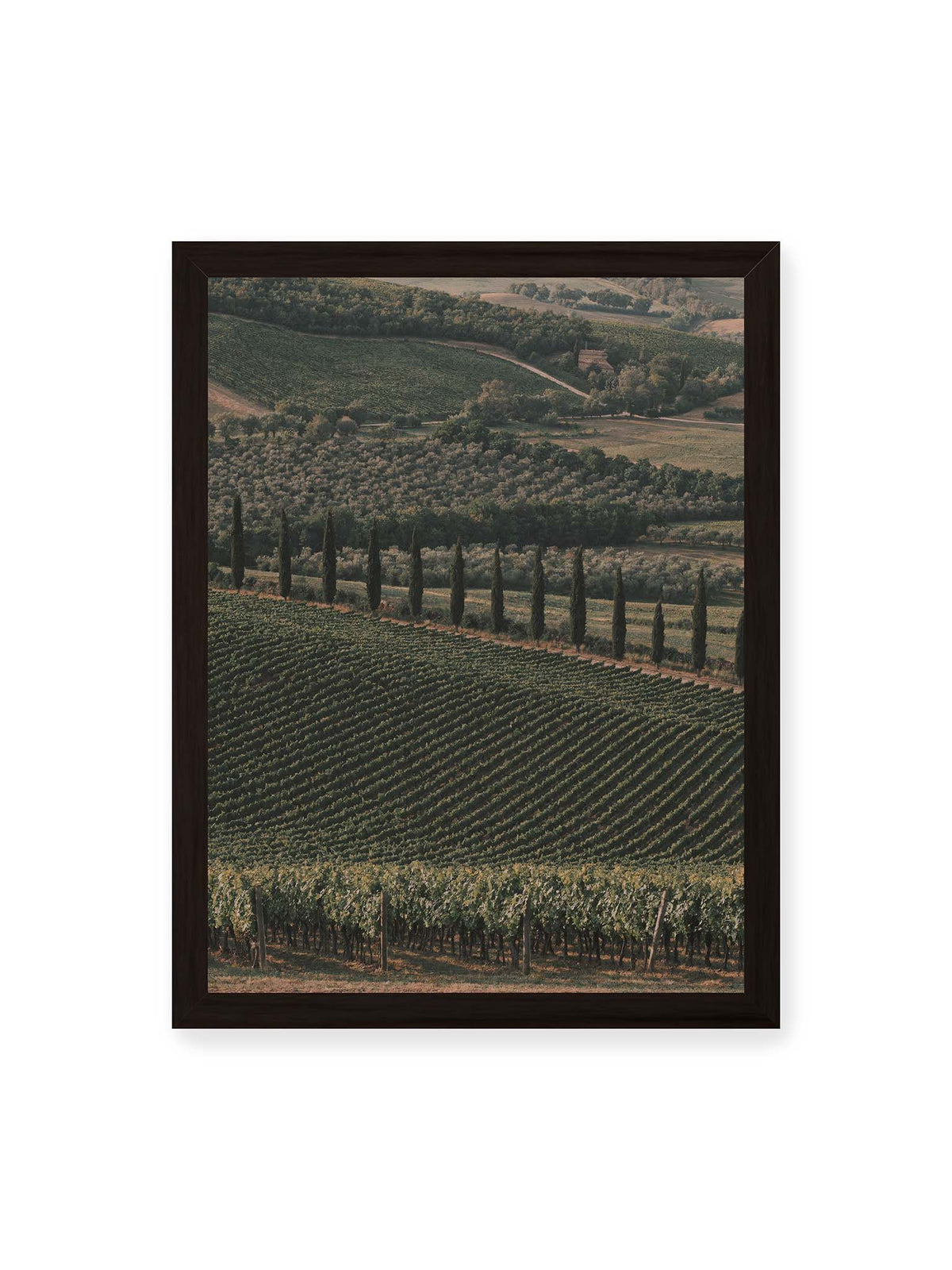 30x40 cm, schwarzer Rahmen – Reihen von Reben ziehen sich über eine hügelige Landschaft, durchzogen von einer Linie schlanker dunkler Bäume.
