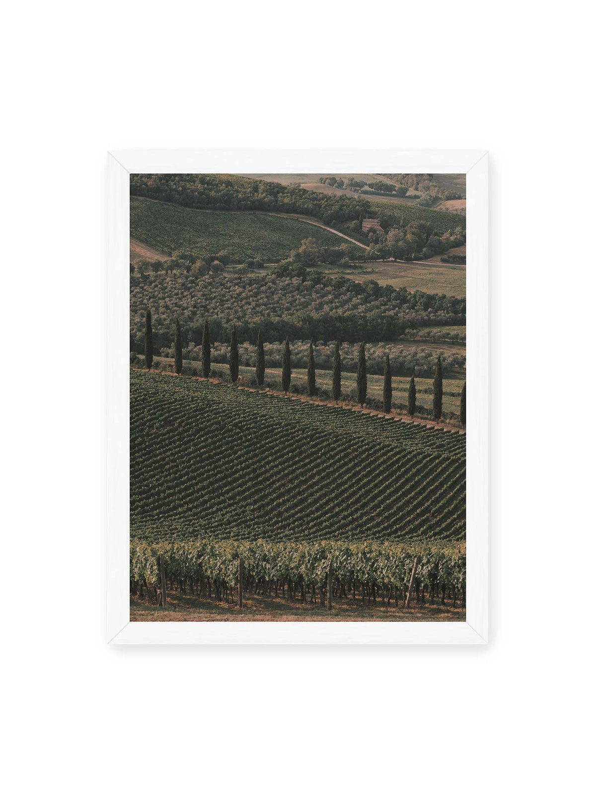 30x40 cm, weißer Rahmen – Reihen von Reben ziehen sich über eine hügelige Landschaft, durchzogen von einer Linie schlanker dunkler Bäume.
