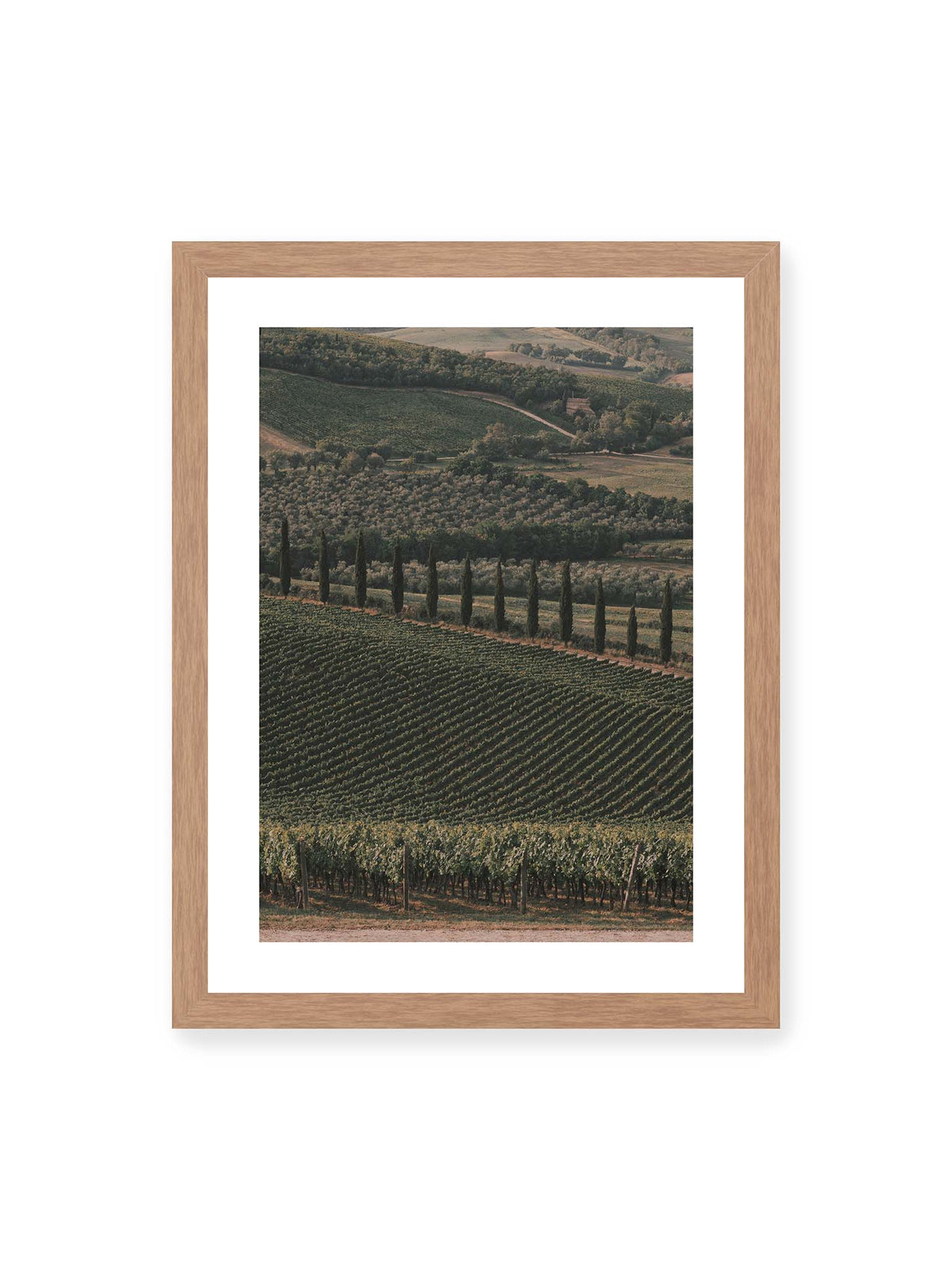30x40 cm, weißer Galerie-Rand, Eichenrahmen – Reihen von Reben ziehen sich über eine hügelige Landschaft, durchzogen von einer Linie schlanker dunkler Bäume.