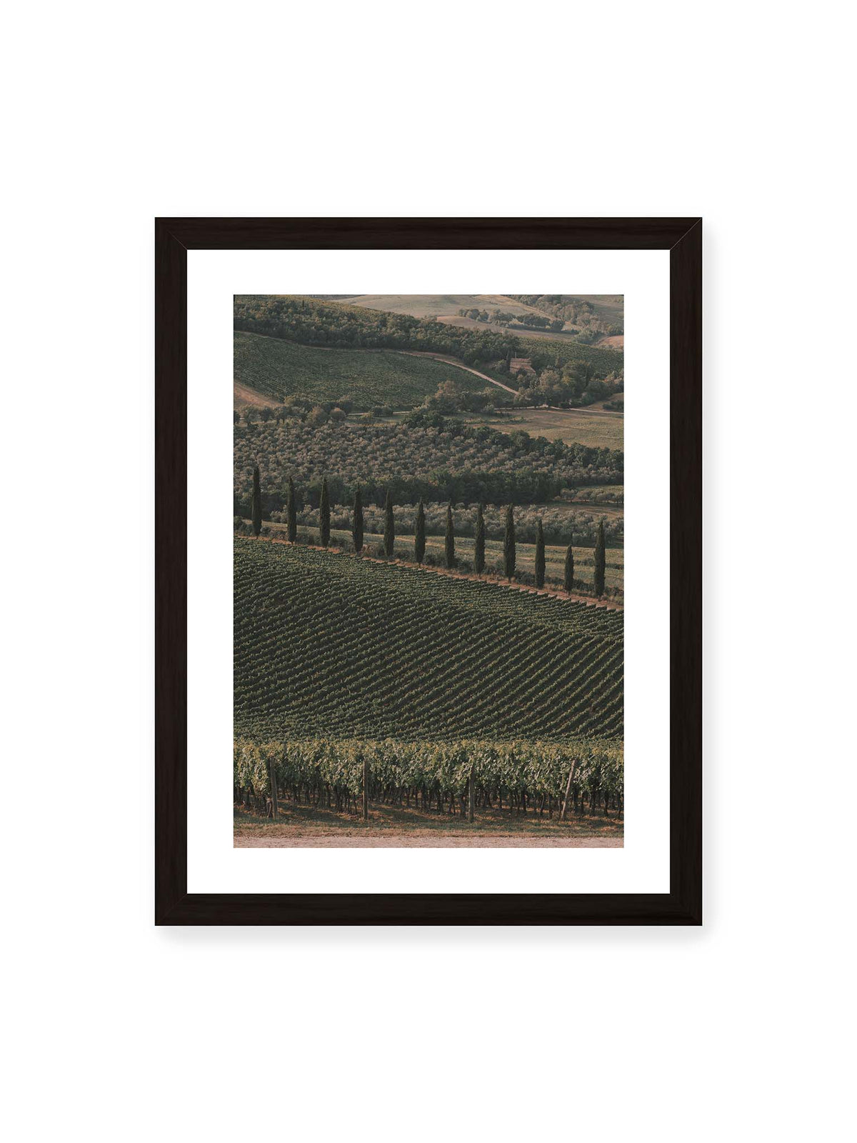 30x40 cm, weißer Galerie-Rand, schwarzer Rahmen – Reihen von Reben ziehen sich über eine hügelige Landschaft, durchzogen von einer Linie schlanker dunkler Bäume.