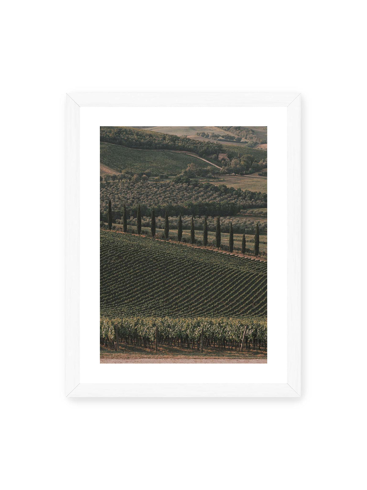 30x40 cm, weißer Galerie-Rand, weißer Rahmen – Reihen von Reben ziehen sich über eine hügelige Landschaft, durchzogen von einer Linie schlanker dunkler Bäume.