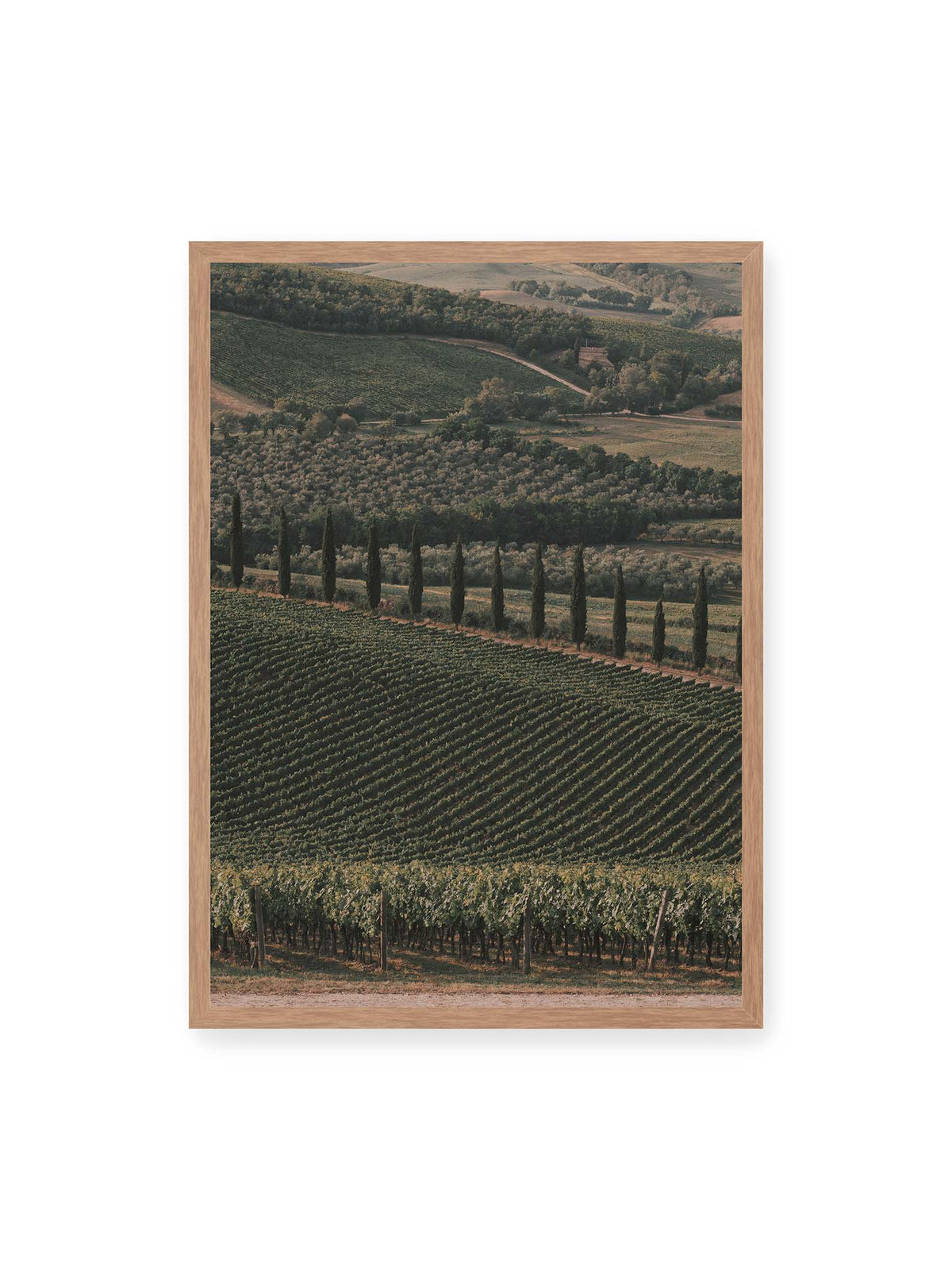 50x70 cm, Eichenrahmen – Reihen von Reben ziehen sich über eine hügelige Landschaft, durchzogen von einer Linie schlanker dunkler Bäume.