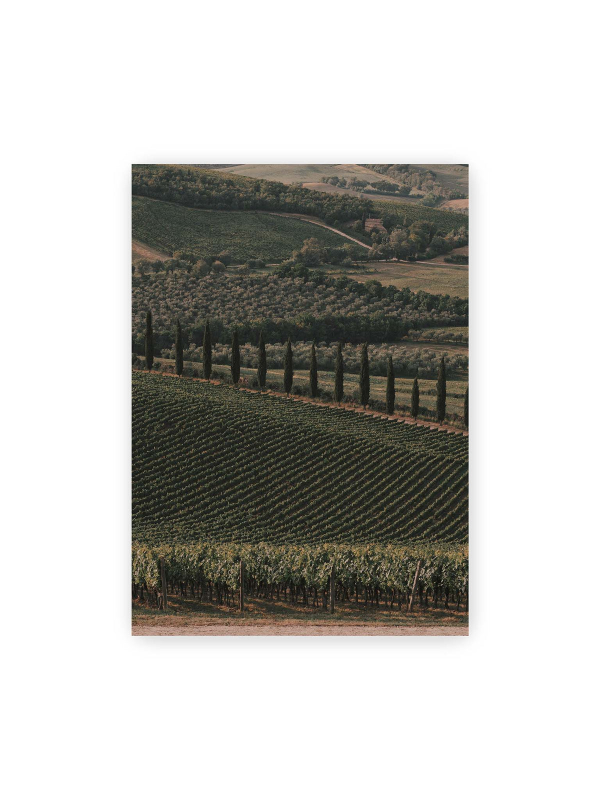50x70 cm – Reihen von Reben ziehen sich über eine hügelige Landschaft, durchzogen von einer Linie schlanker dunkler Bäume.