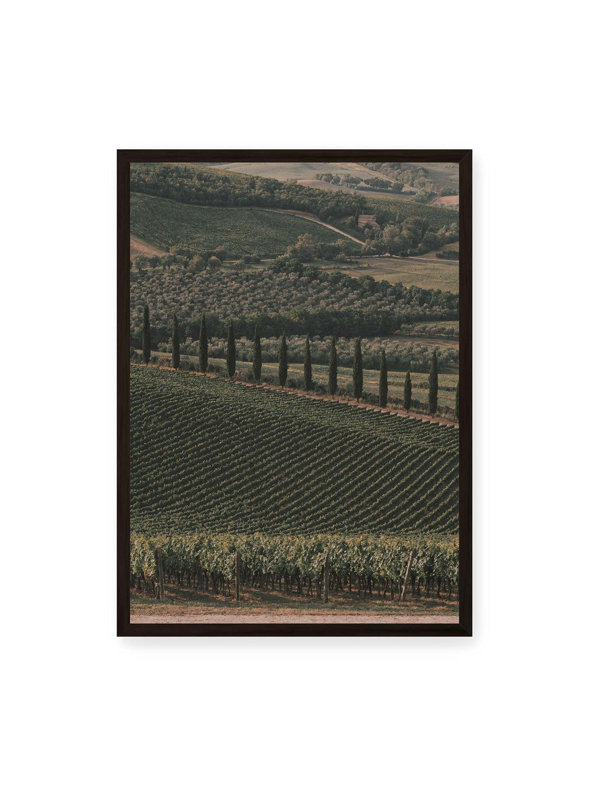 50x70 cm, schwarzer Rahmen – Reihen von Reben ziehen sich über eine hügelige Landschaft, durchzogen von einer Linie schlanker dunkler Bäume.
