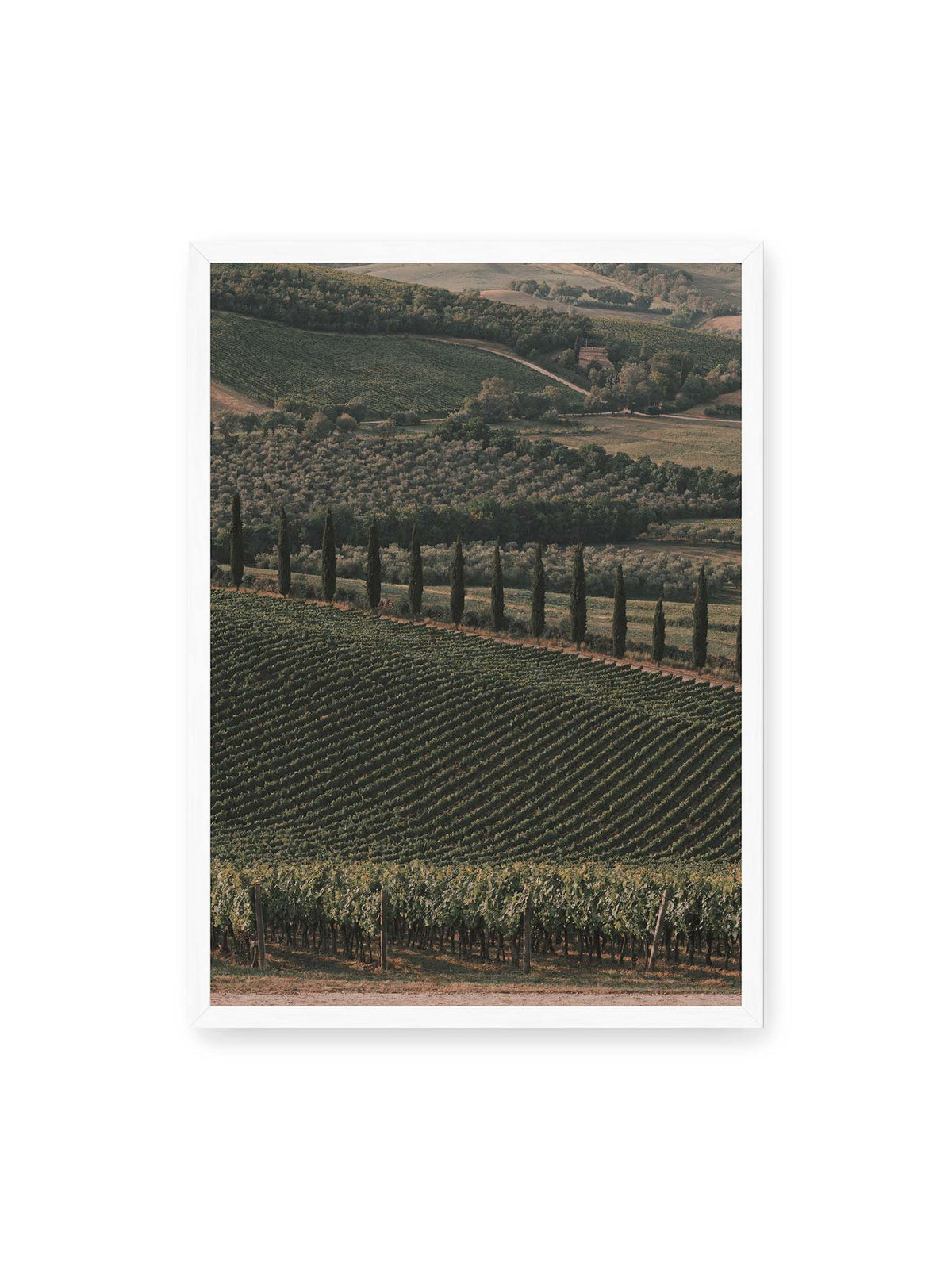 50x70 cm, weißer Rahmen – Reihen von Reben ziehen sich über eine hügelige Landschaft, durchzogen von einer Linie schlanker dunkler Bäume.