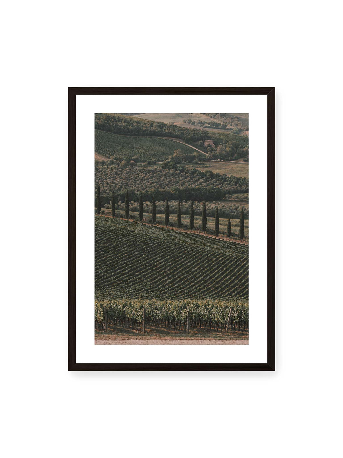 50x70 cm, weißer Galerie-Rand, schwarzer Rahmen – Reihen von Reben ziehen sich über eine hügelige Landschaft, durchzogen von einer Linie schlanker dunkler Bäume.
