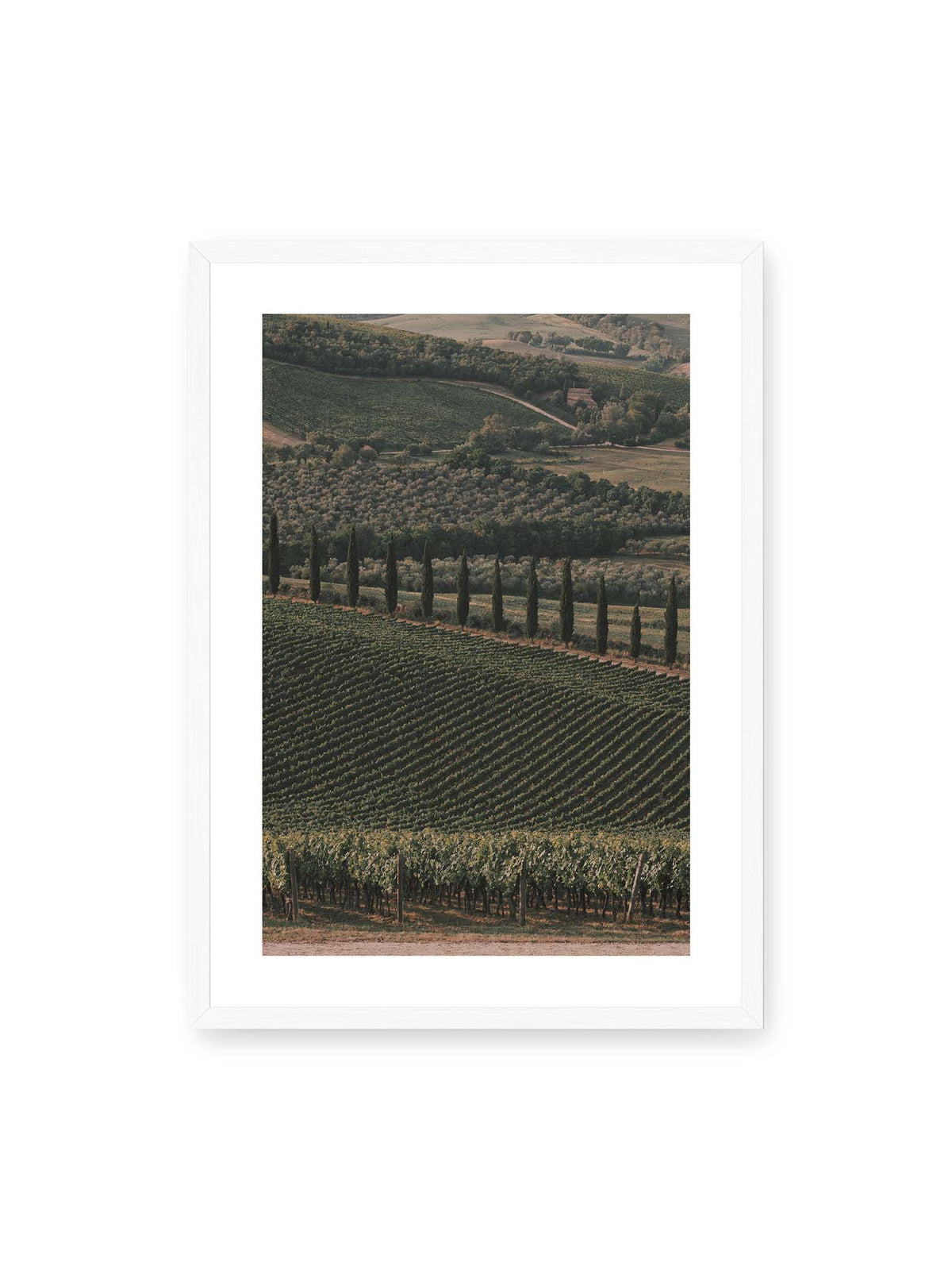 50x70 cm, weißer Galerie-Rand, weißer Rahmen – Reihen von Reben ziehen sich über eine hügelige Landschaft, durchzogen von einer Linie schlanker dunkler Bäume.