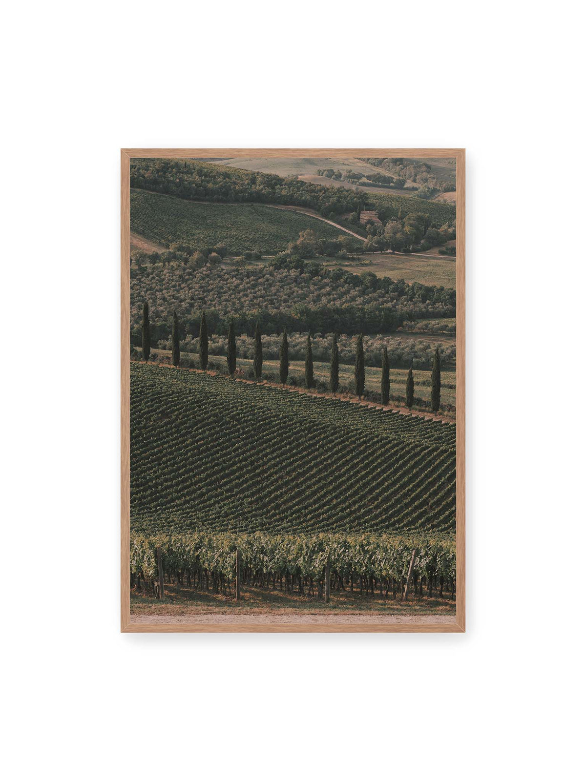 70x100 cm, Eichenrahmen – Reihen von Reben ziehen sich über eine hügelige Landschaft, durchzogen von einer Linie schlanker dunkler Bäume.