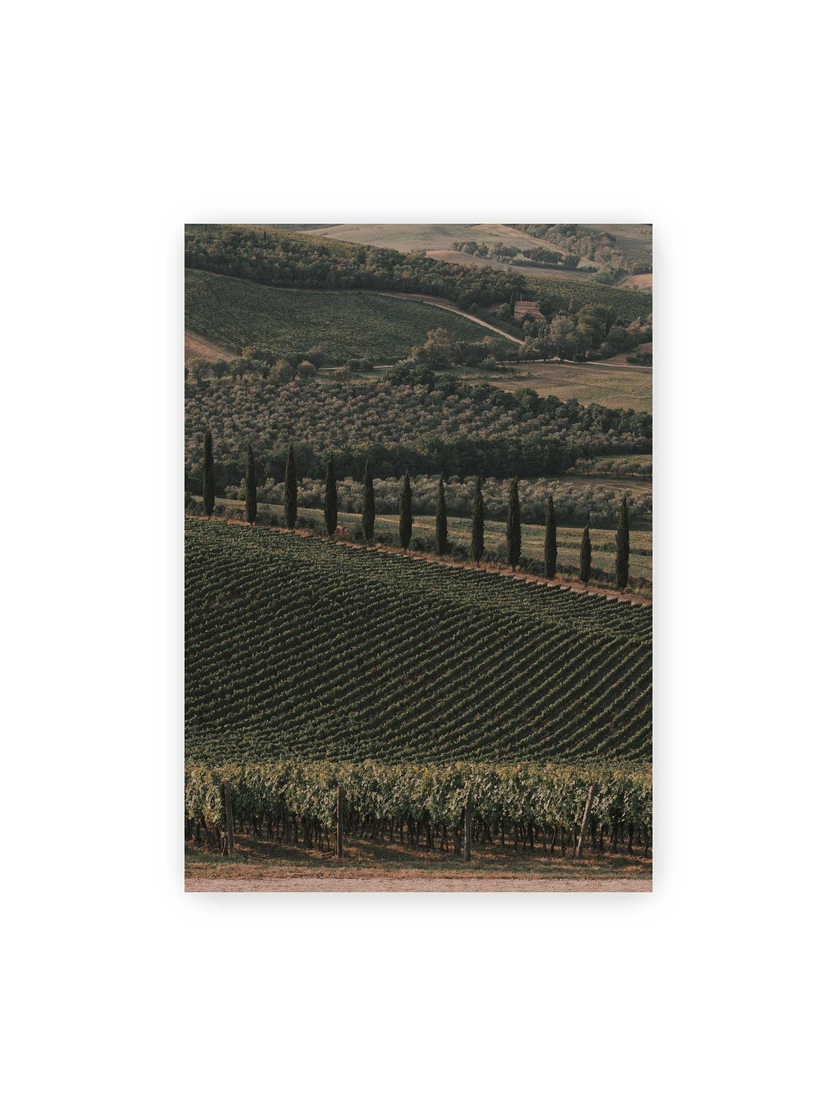 70x100 cm – Reihen von Reben ziehen sich über eine hügelige Landschaft, durchzogen von einer Linie schlanker dunkler Bäume.