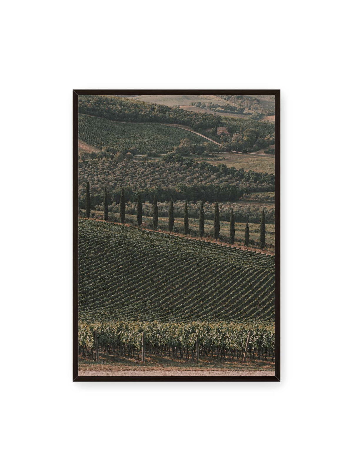 70x100 cm, schwarzer Rahmen – Reihen von Reben ziehen sich über eine hügelige Landschaft, durchzogen von einer Linie schlanker dunkler Bäume.