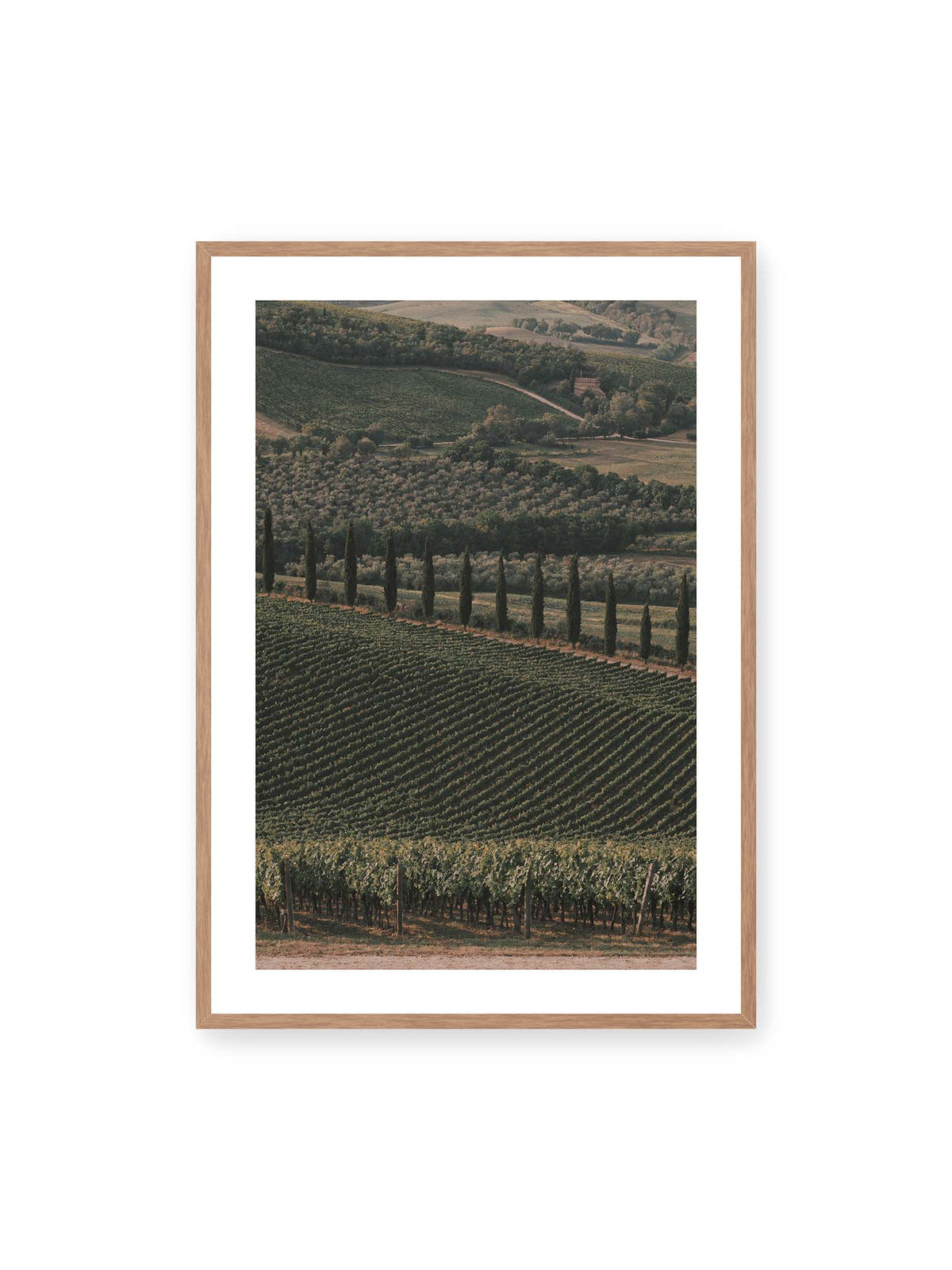 70x100 cm, weißer Galerie-Rand, Eichenrahmen – Reihen von Reben ziehen sich über eine hügelige Landschaft, durchzogen von einer Linie schlanker dunkler Bäume.