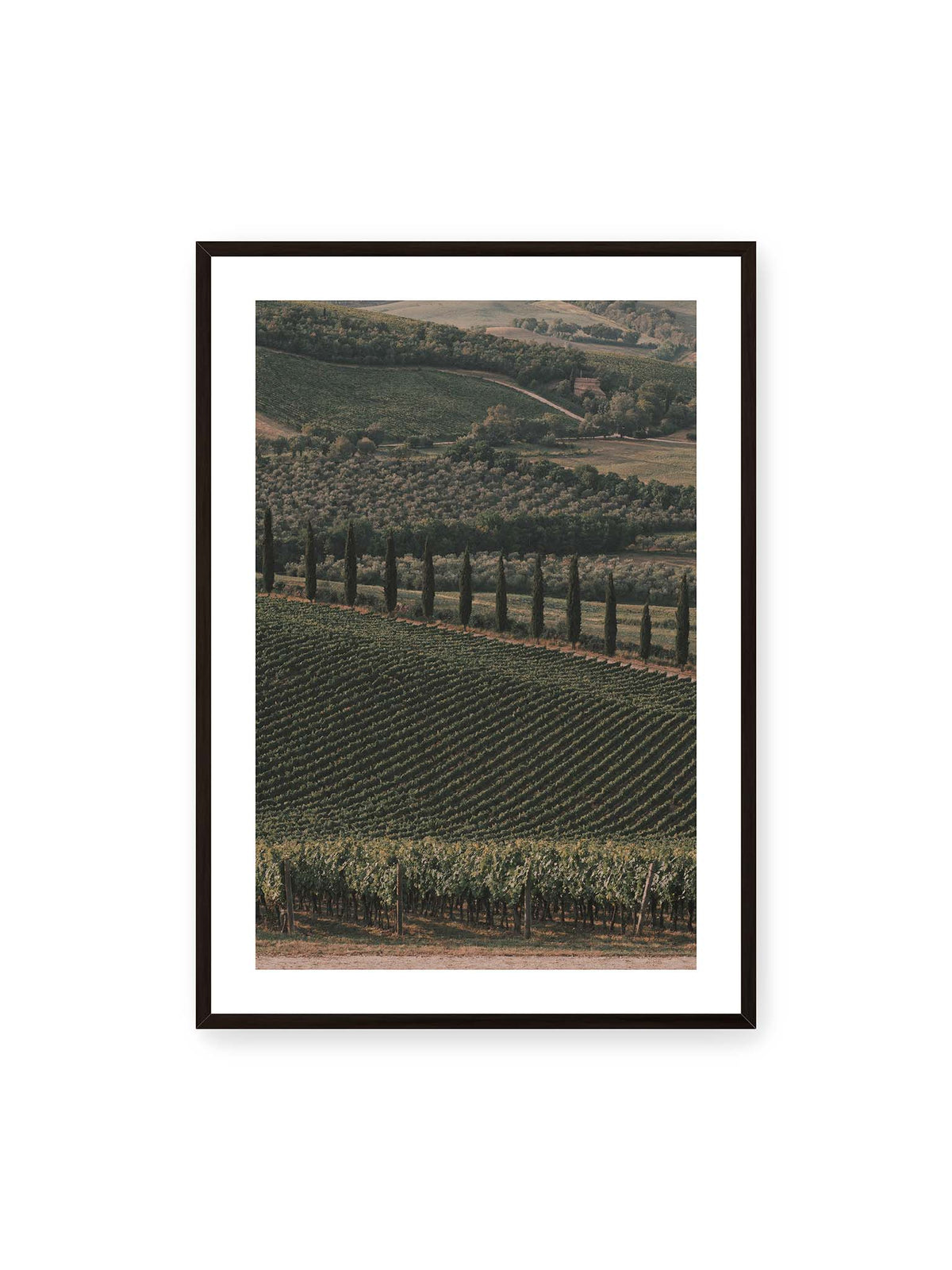 70x100 cm, weißer Galerie-Rand, schwarzer Rahmen – Reihen von Reben ziehen sich über eine hügelige Landschaft, durchzogen von einer Linie schlanker dunkler Bäume.