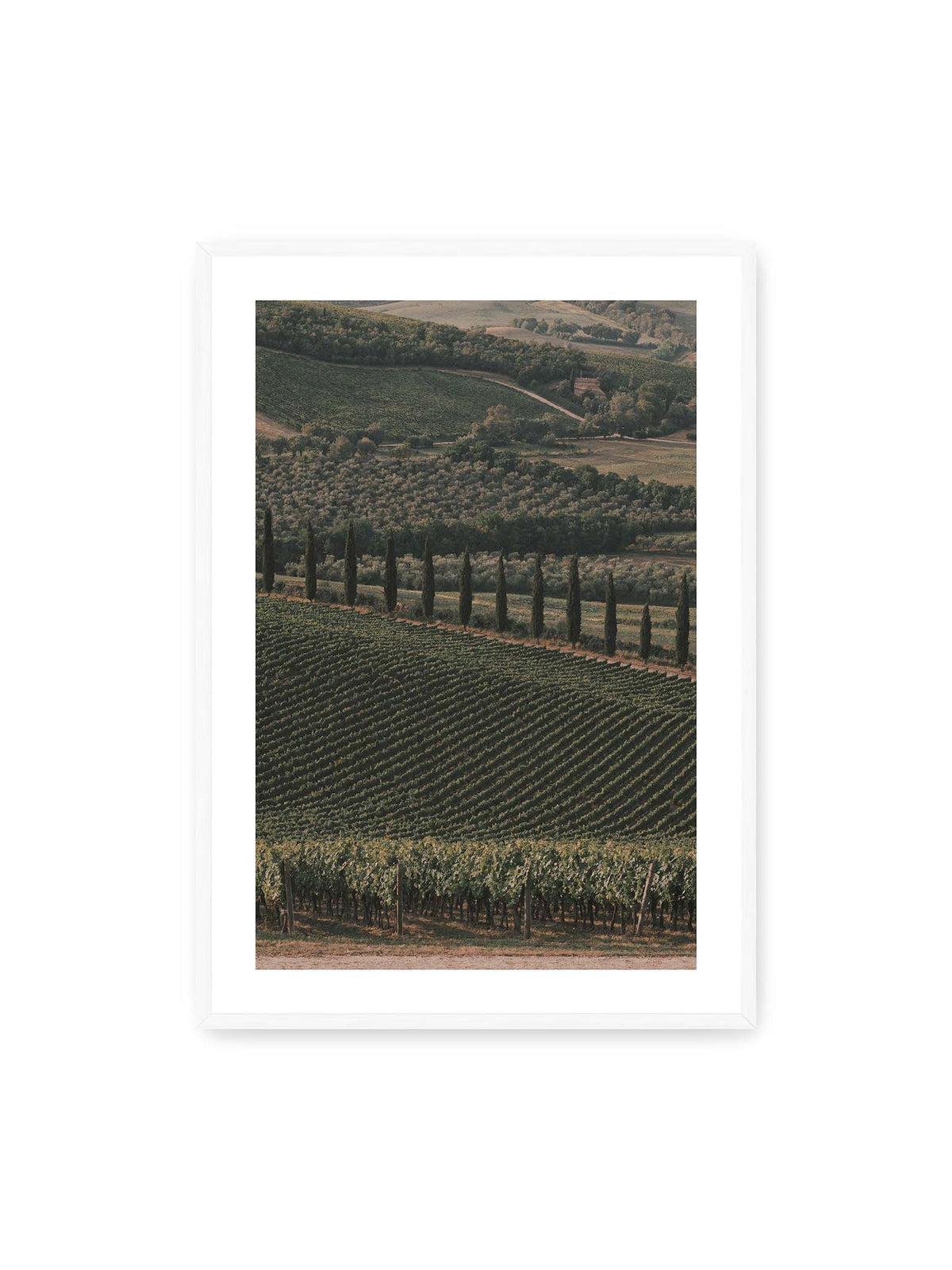 70x100 cm, weißer Galerie-Rand, weißer Rahmen – Reihen von Reben ziehen sich über eine hügelige Landschaft, durchzogen von einer Linie schlanker dunkler Bäume.