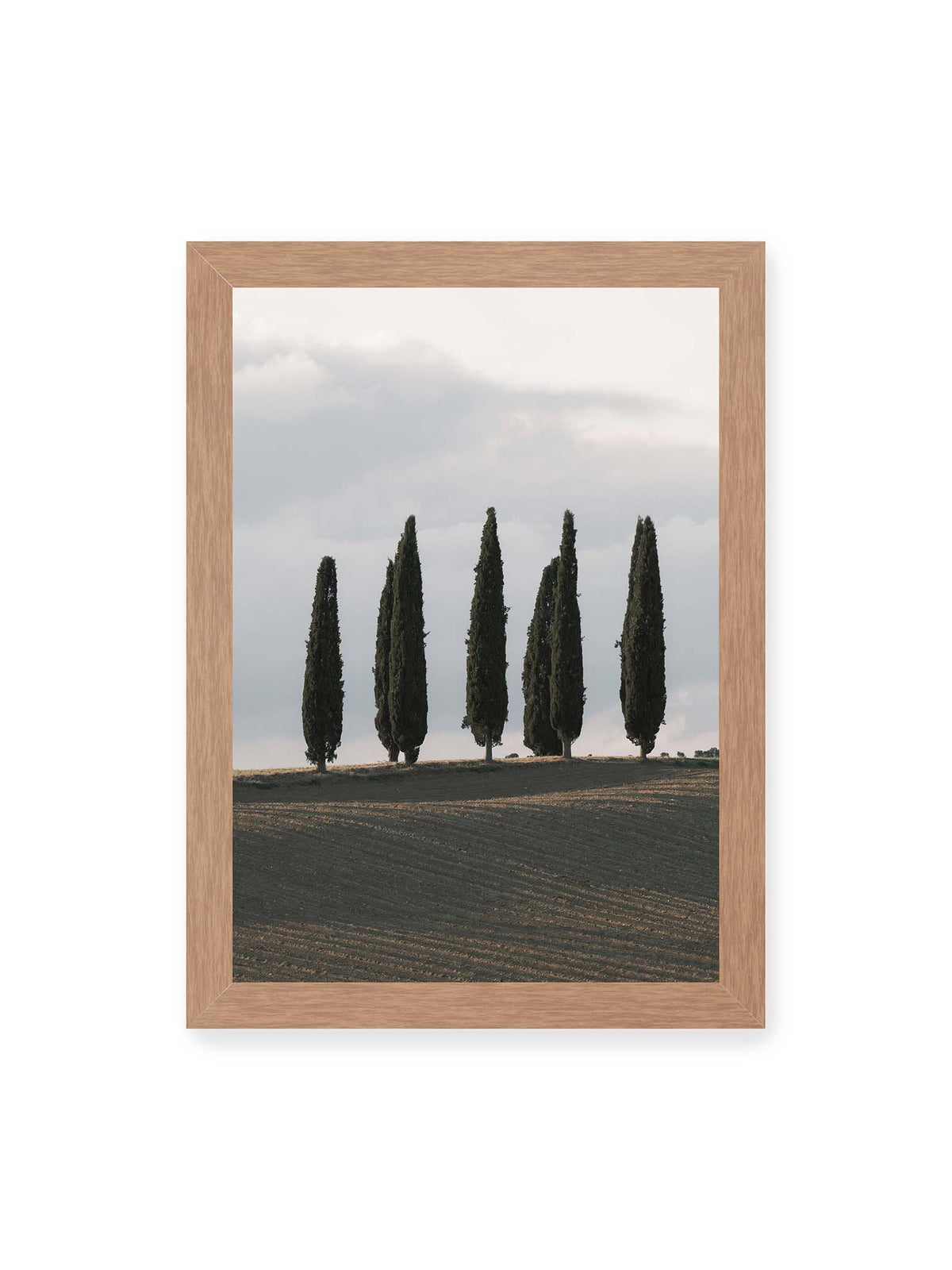 21x30 cm, Eichenrahmen – Schlanke Zypressen auf einem dunklen, gefurchten Feld vor einem hellen, wolkigen Himmel.