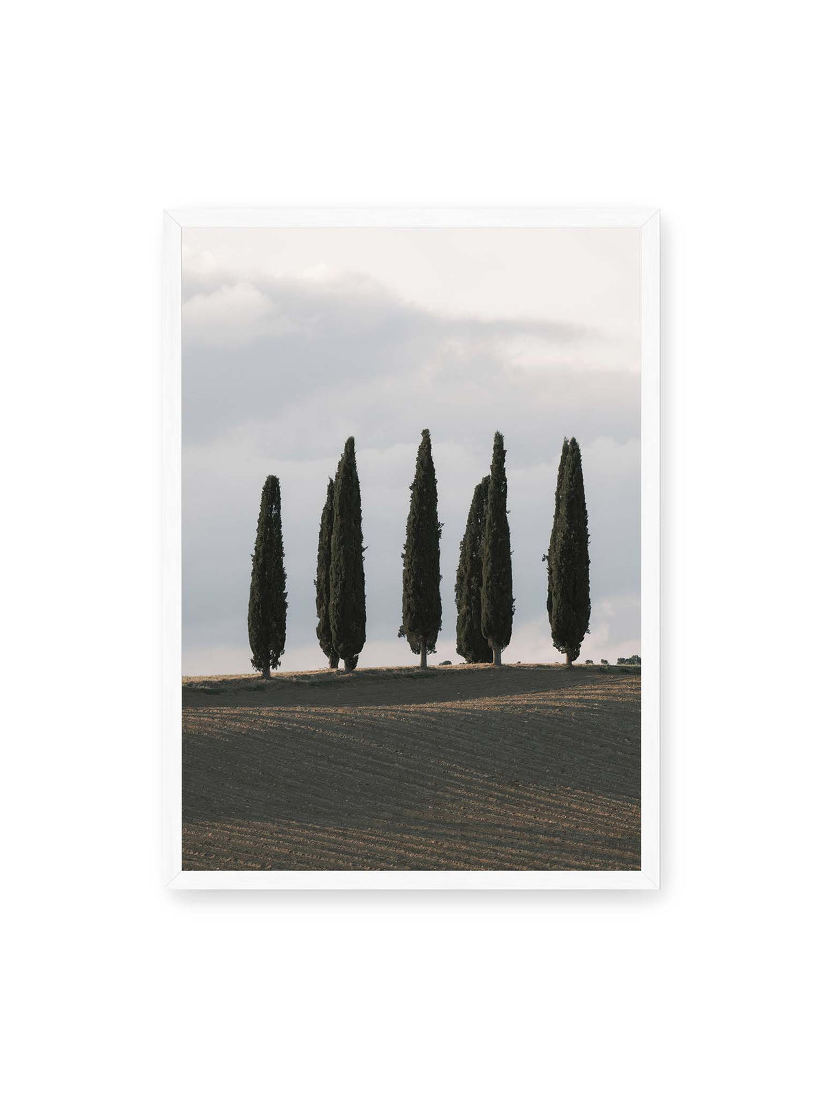 50x70 cm, weißer Rahmen – Schlanke Zypressen auf einem dunklen, gefurchten Feld vor einem hellen, wolkigen Himmel.