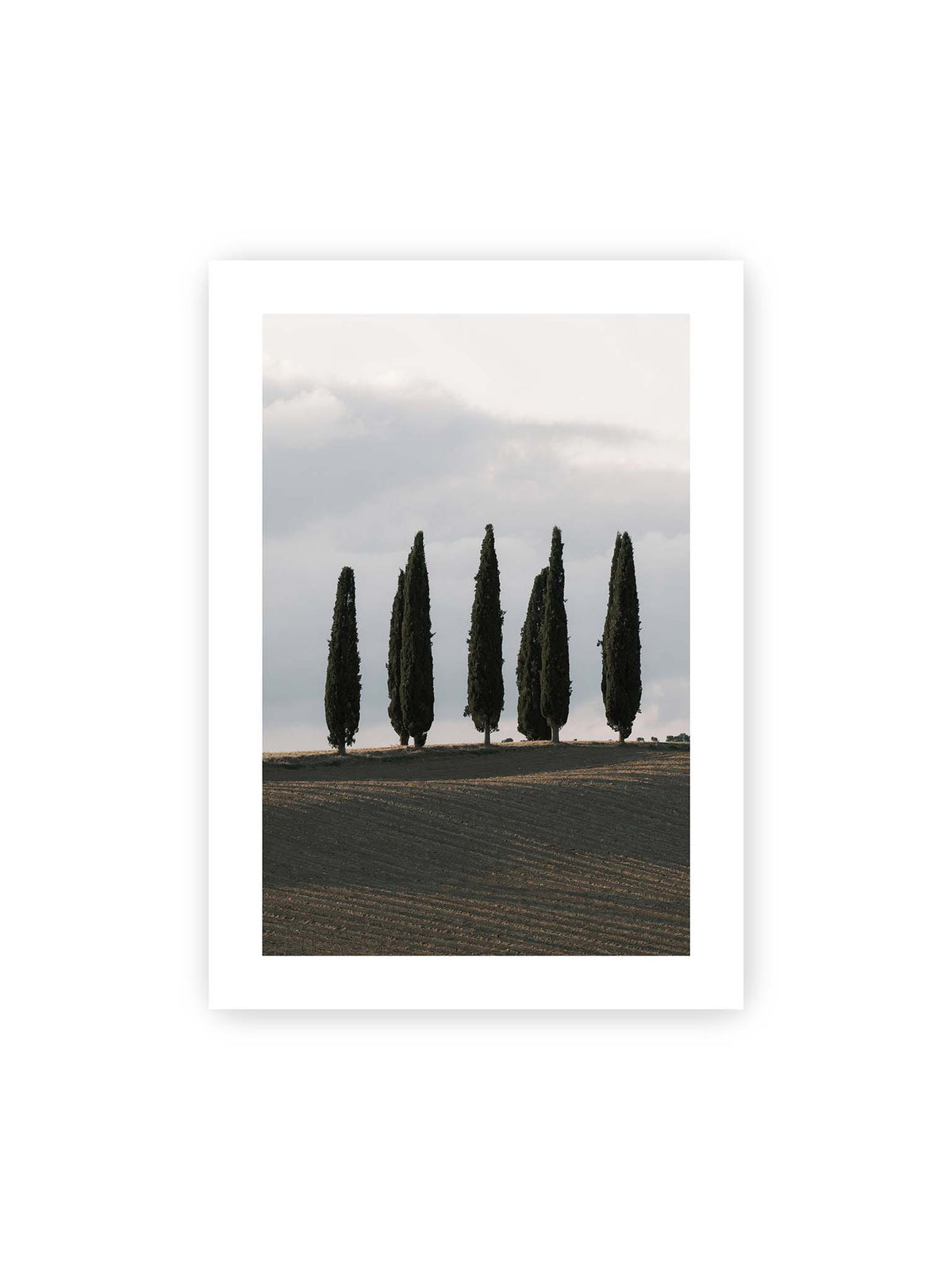 50x70 cm, weißer Galerie-Rand – Schlanke Zypressen auf einem dunklen, gefurchten Feld vor einem hellen, wolkigen Himmel.