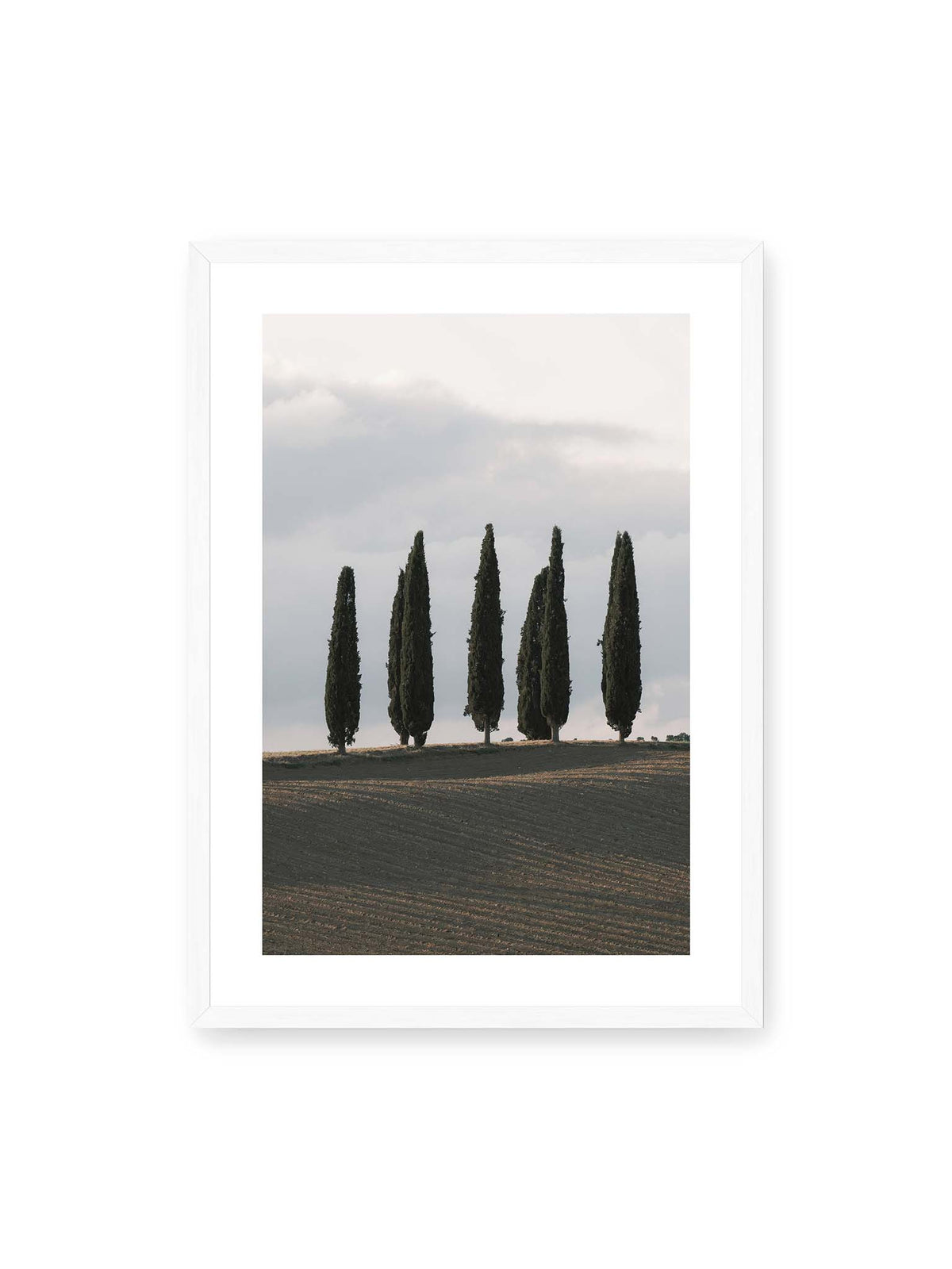 50x70 cm, weißer Galerie-Rand, weißer Rahmen – Schlanke Zypressen auf einem dunklen, gefurchten Feld vor einem hellen, wolkigen Himmel.