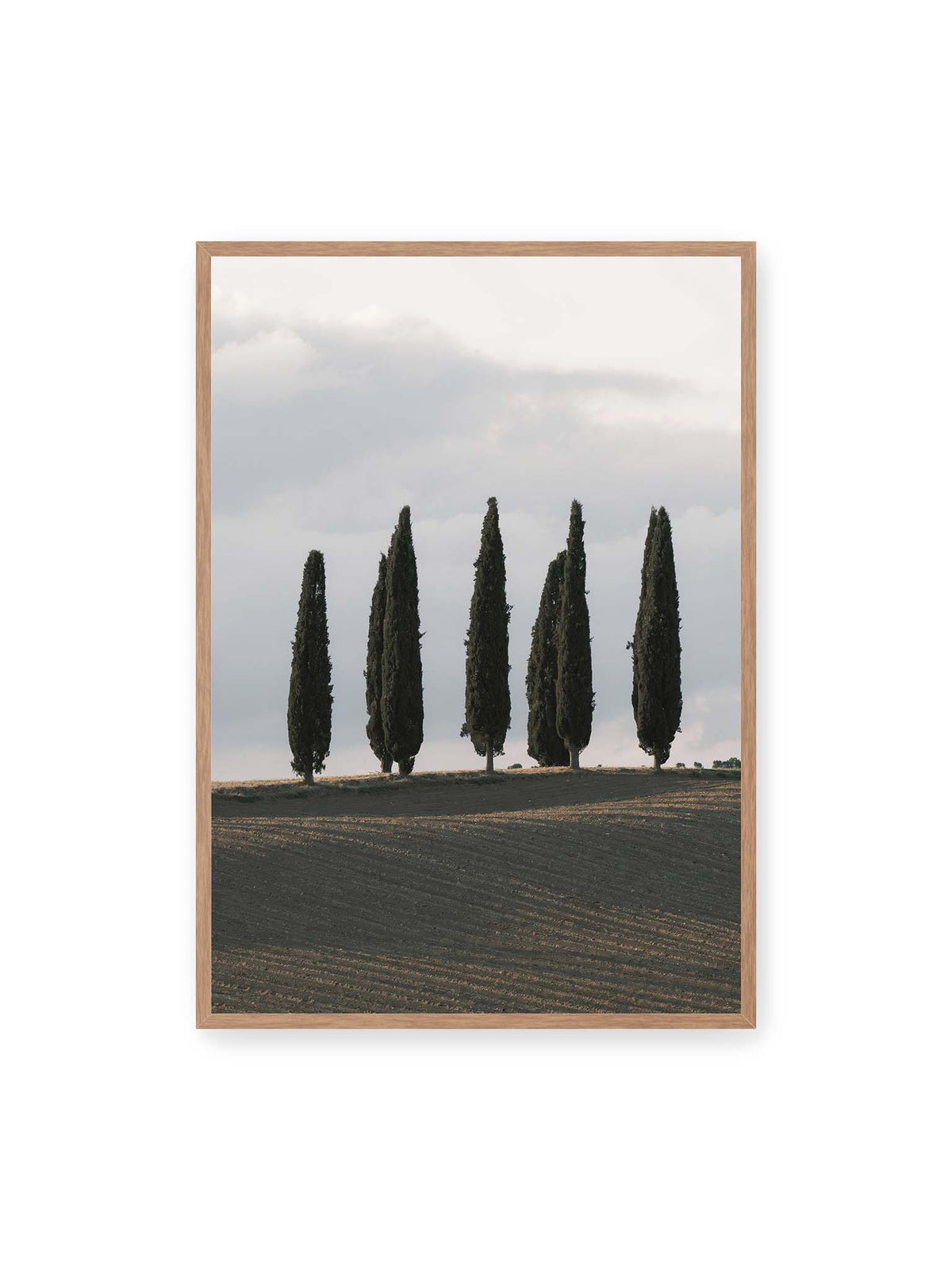 70x100 cm, Eichenrahmen – Schlanke Zypressen auf einem dunklen, gefurchten Feld vor einem hellen, wolkigen Himmel.
