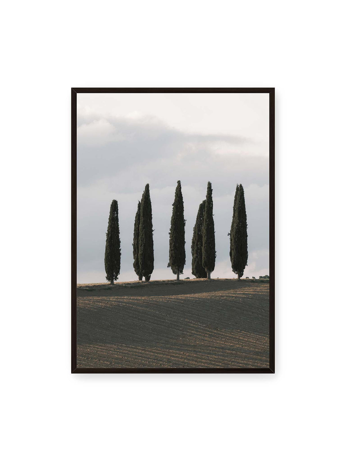 70x100 cm, schwarzer Rahmen – Schlanke Zypressen auf einem dunklen, gefurchten Feld vor einem hellen, wolkigen Himmel.