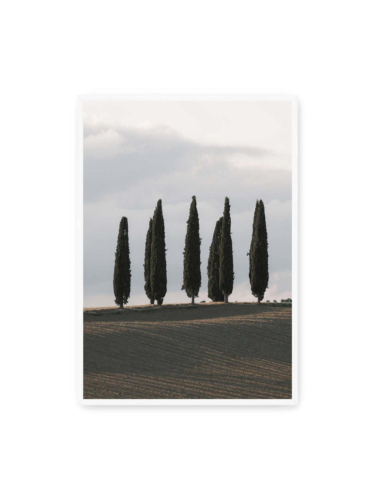 70x100 cm, weißer Rahmen – Schlanke Zypressen auf einem dunklen, gefurchten Feld vor einem hellen, wolkigen Himmel.